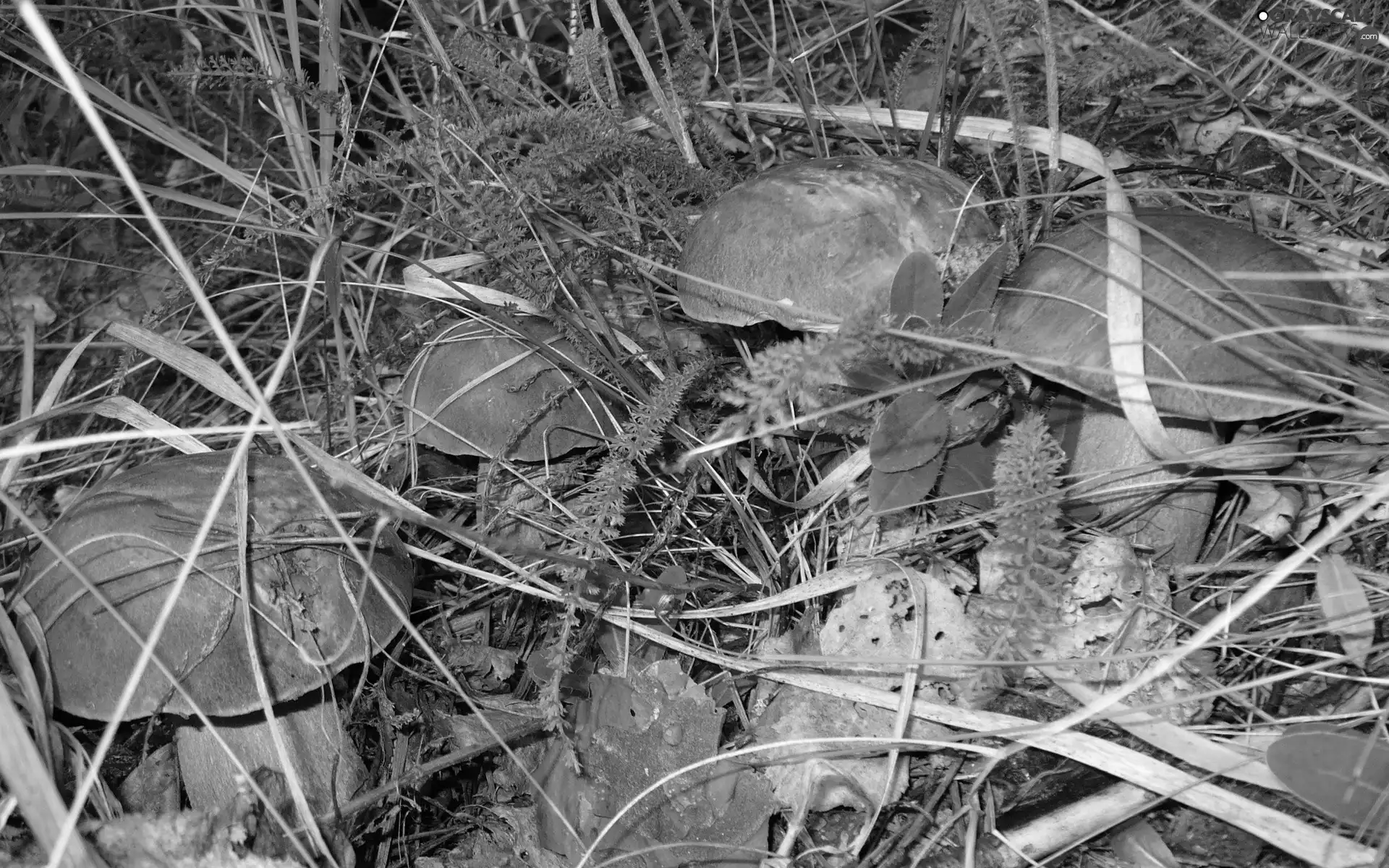 Family, ceps