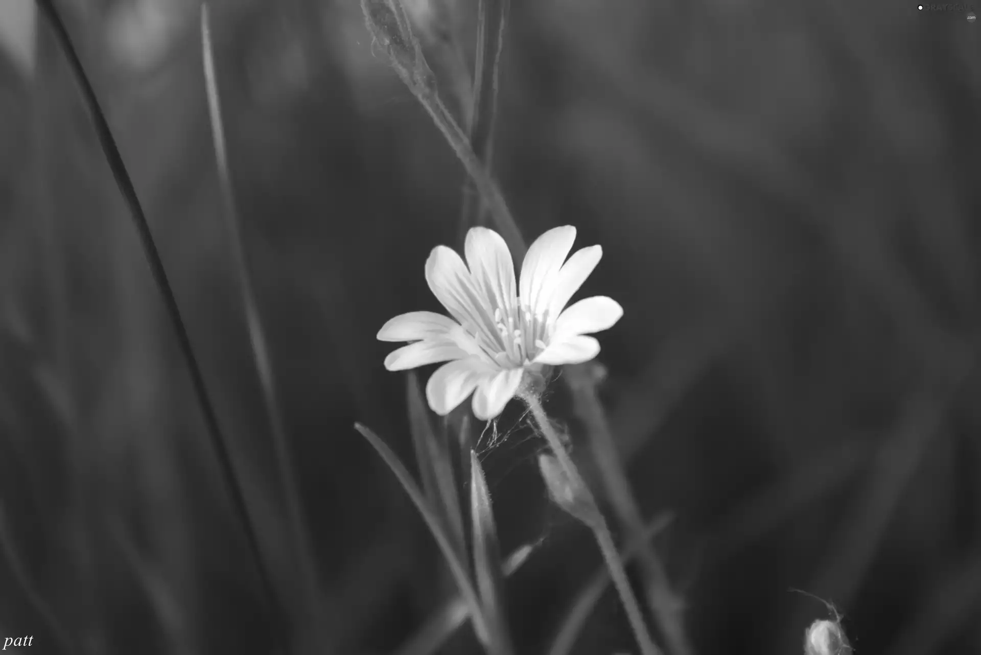 small, Flower, Cerastium Access field, White
