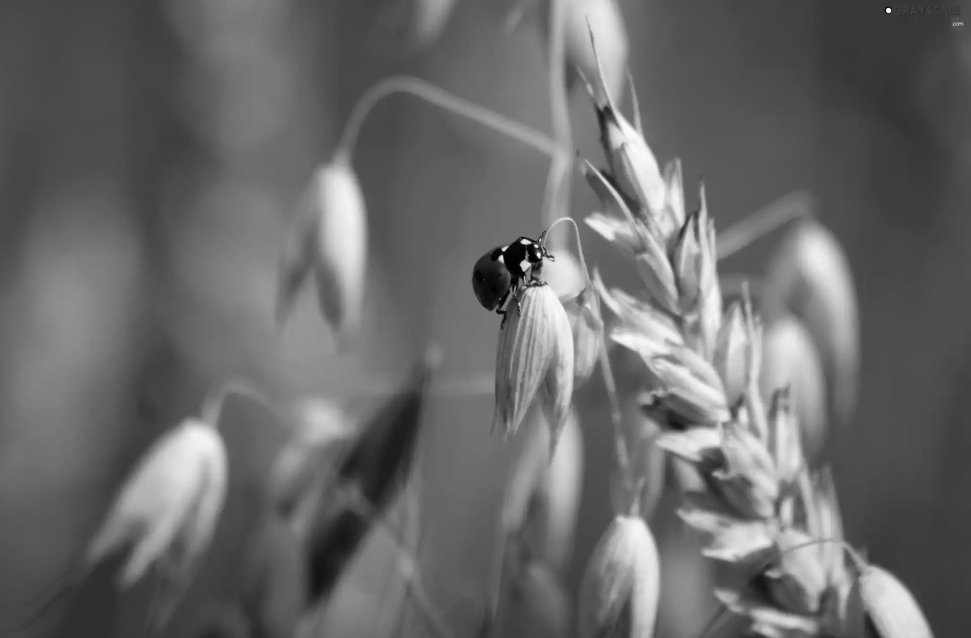 cereals, ladybird, ear