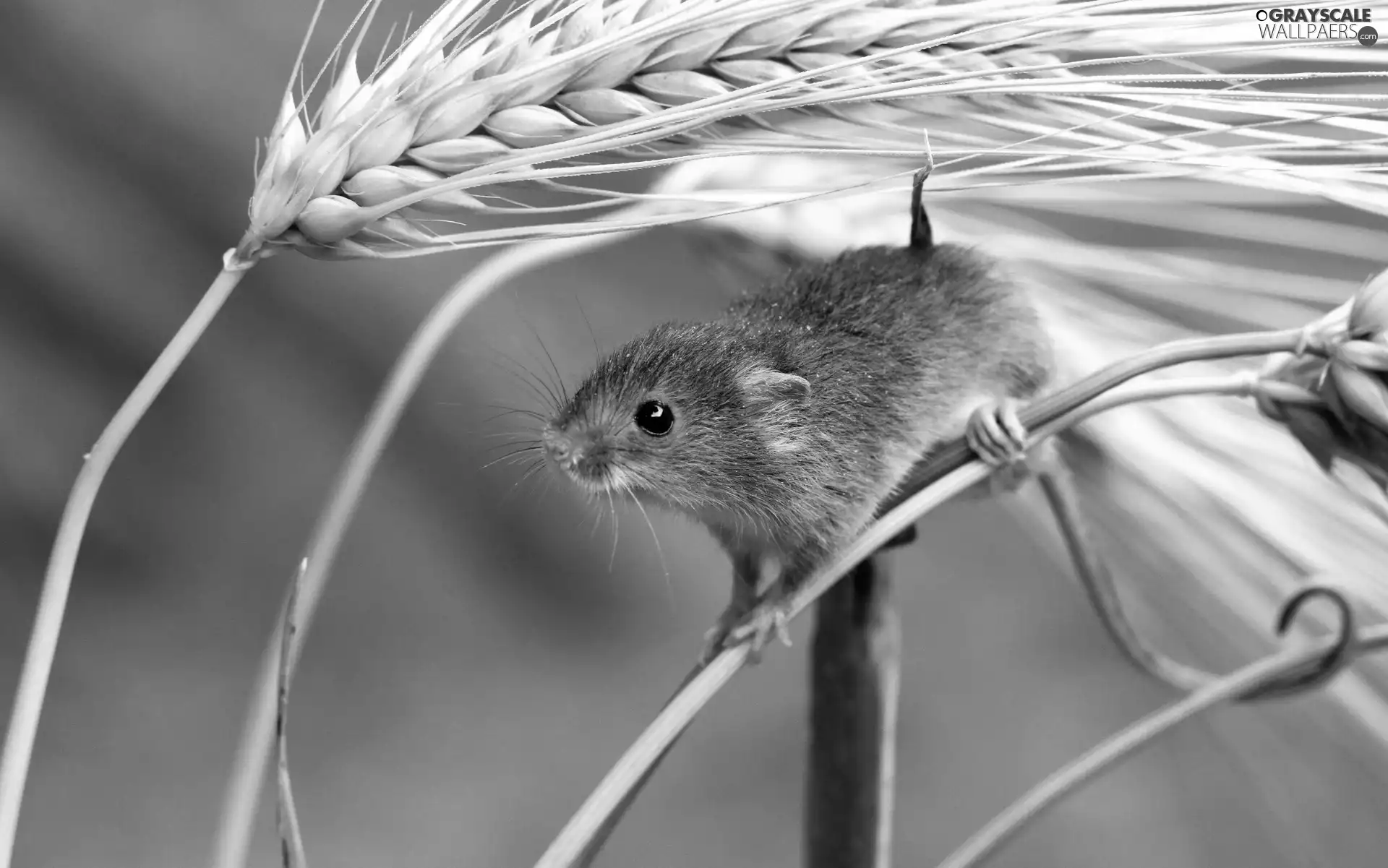 cereals, mouse, ear