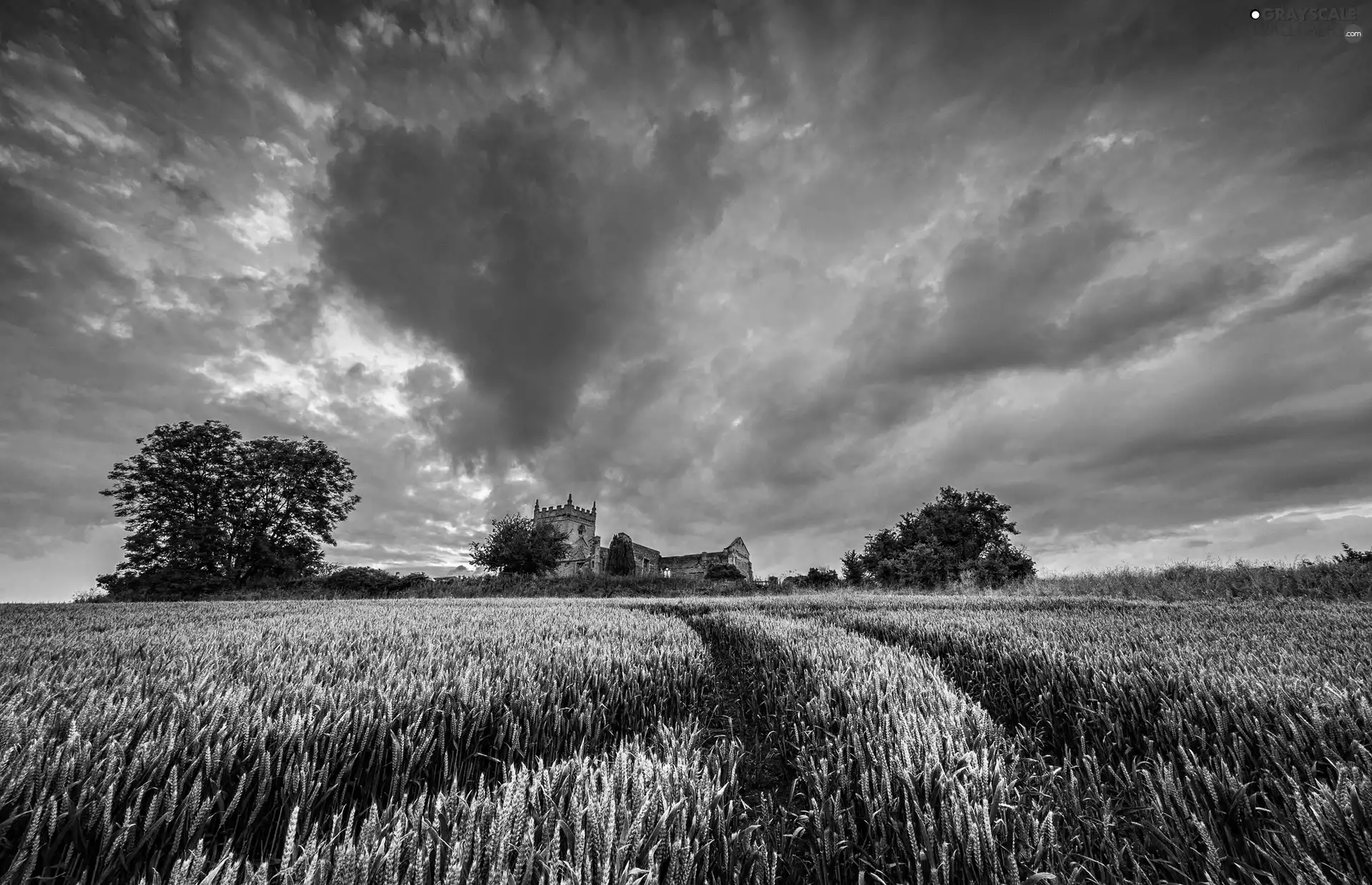 cereals, clouds, Field