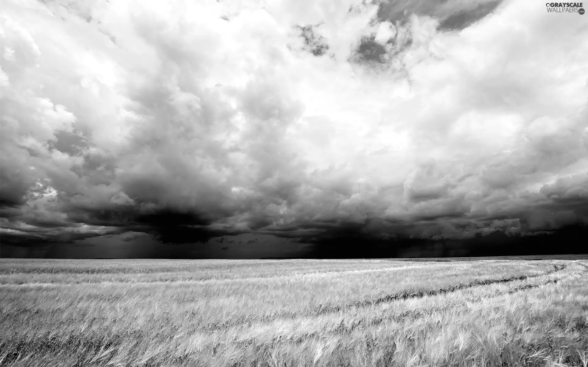 cereals, clouds, field