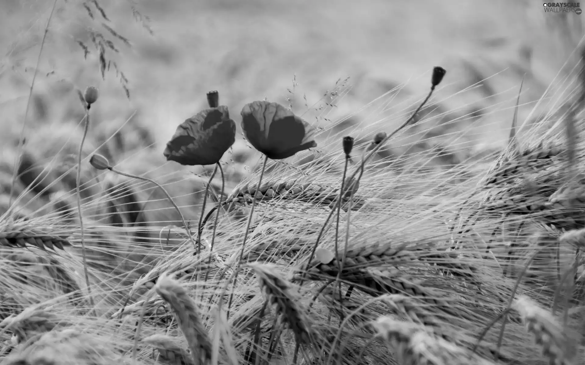 papavers, cereals