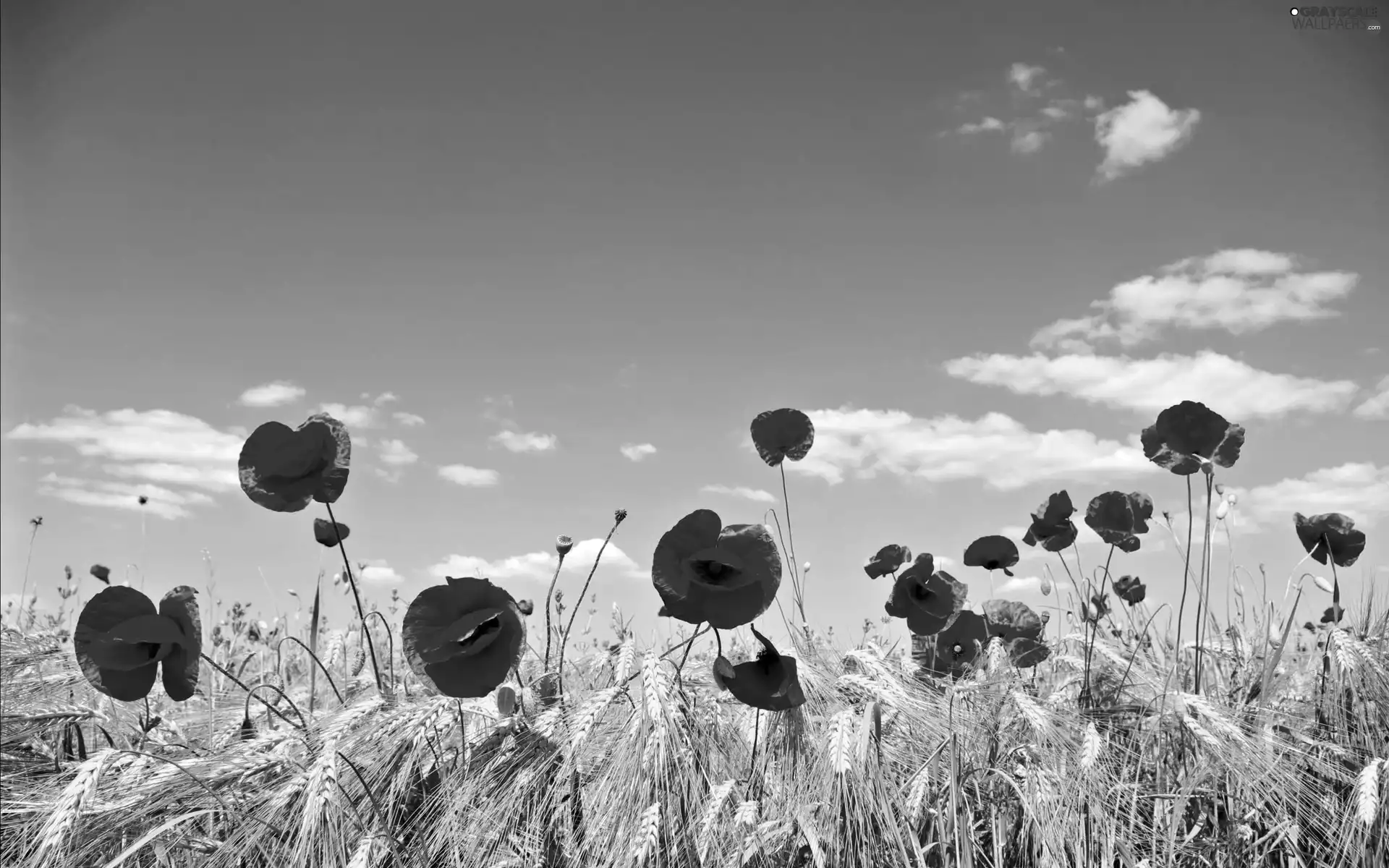 Sky, corn, cereals, papavers