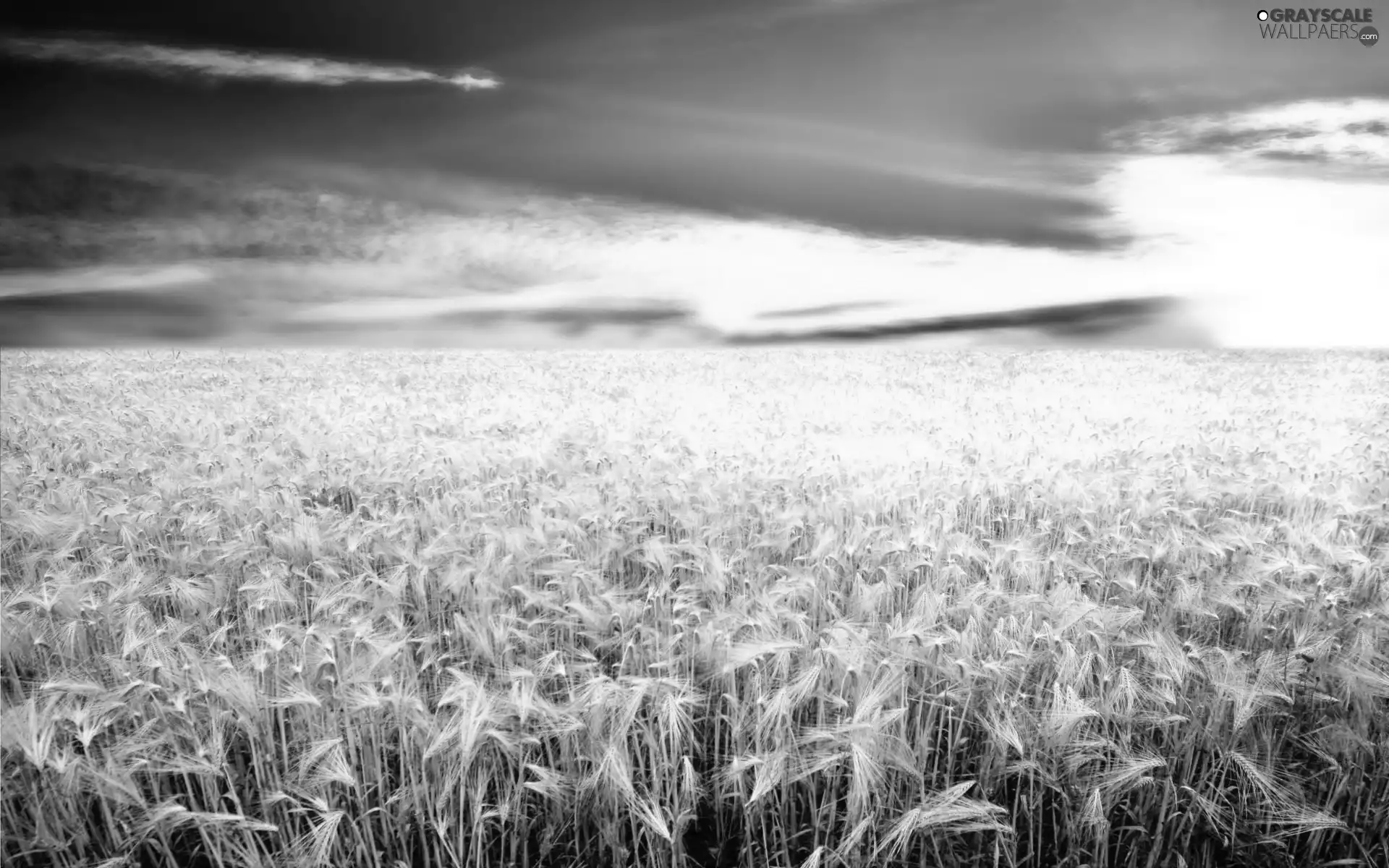 cereals, west, sun