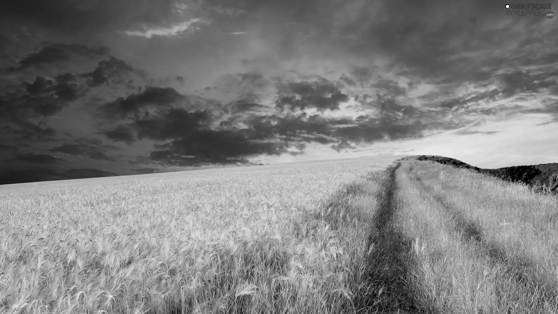 west, field, cereals, sun