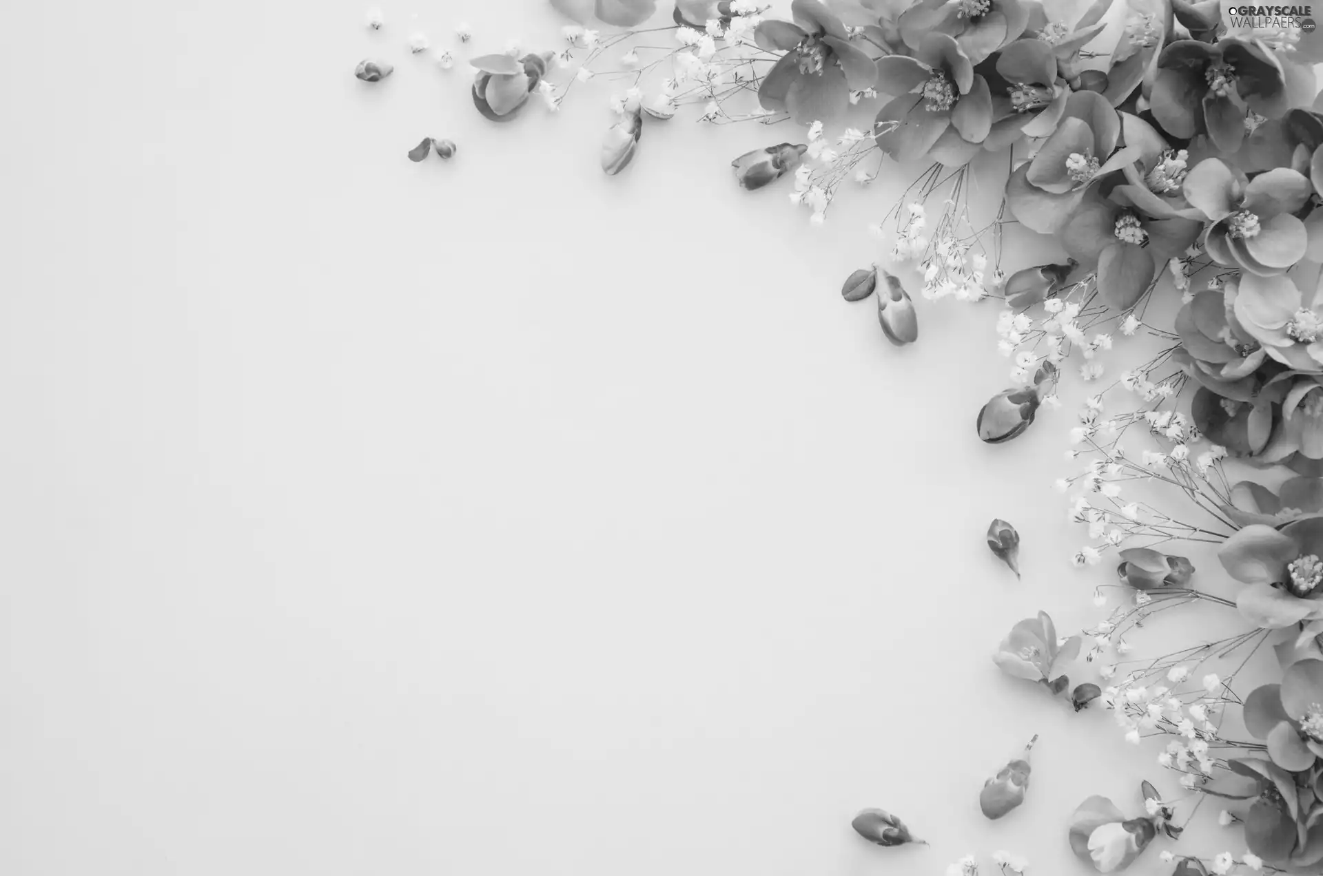 Red, Chaenomeles, white background, Flowers
