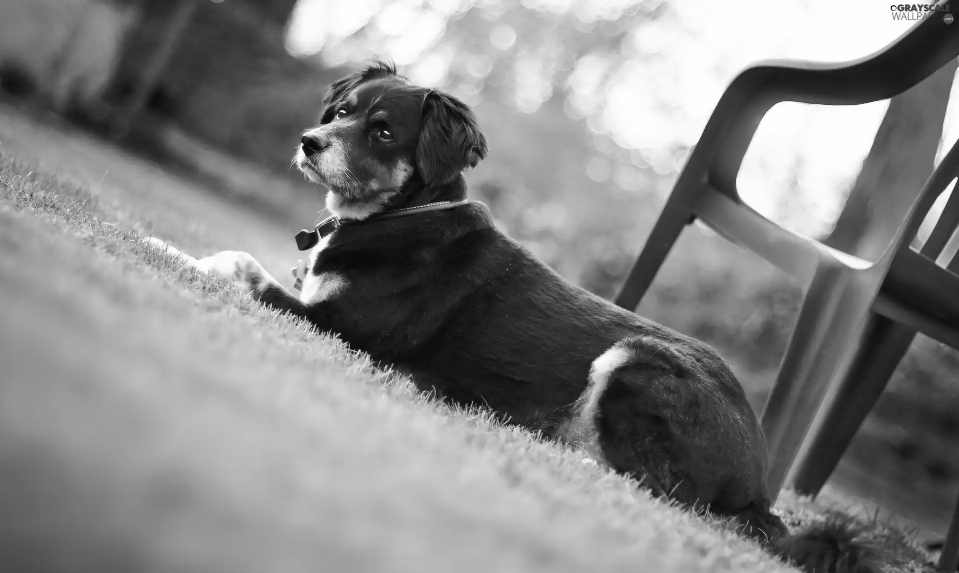 Chair, dog, grass