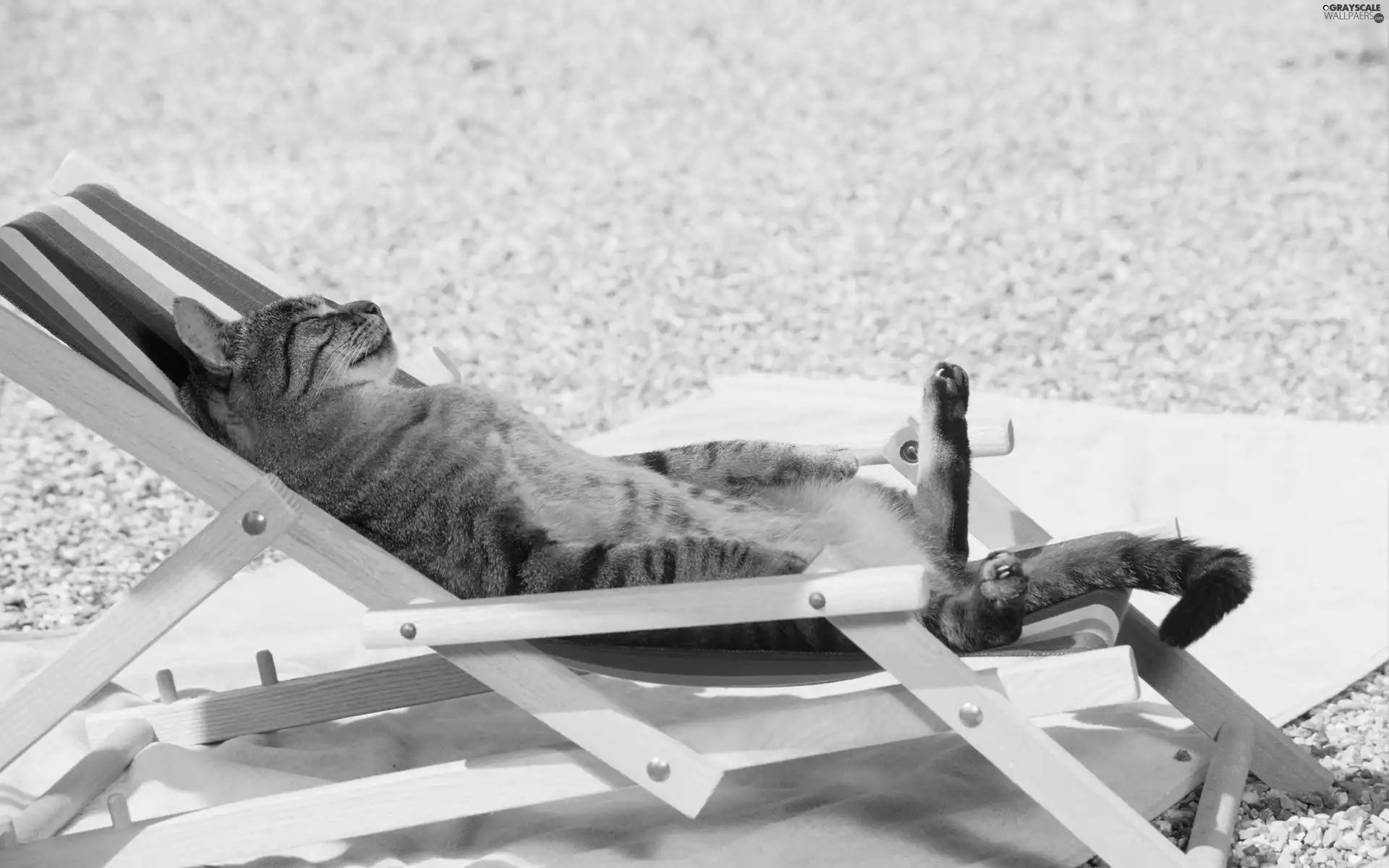 holiday, cat, hammock chair