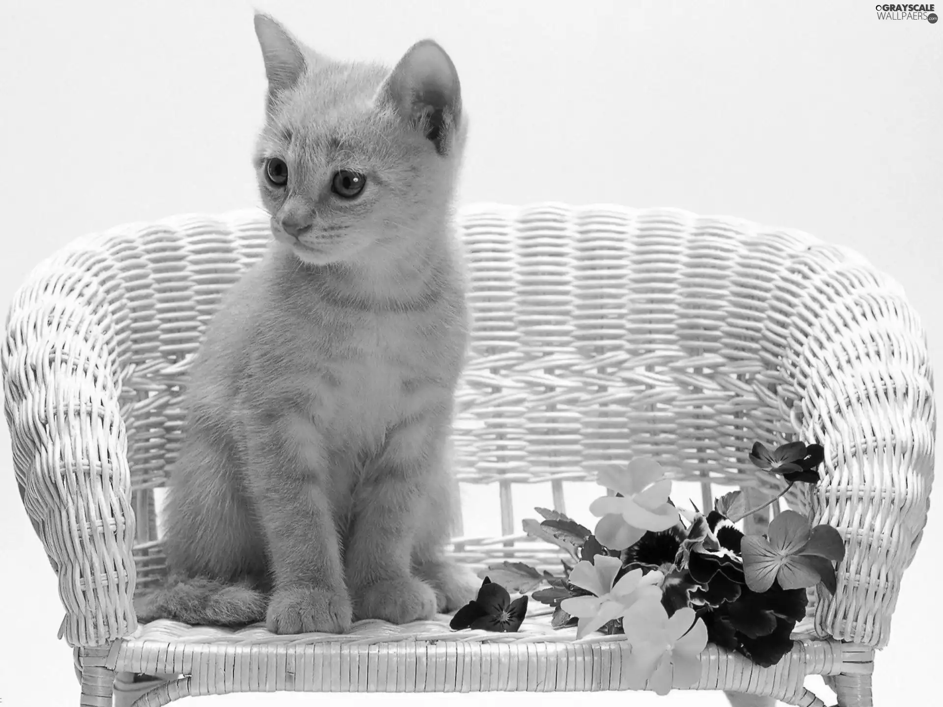 Chair, pansies, kitten, wicker, ginger