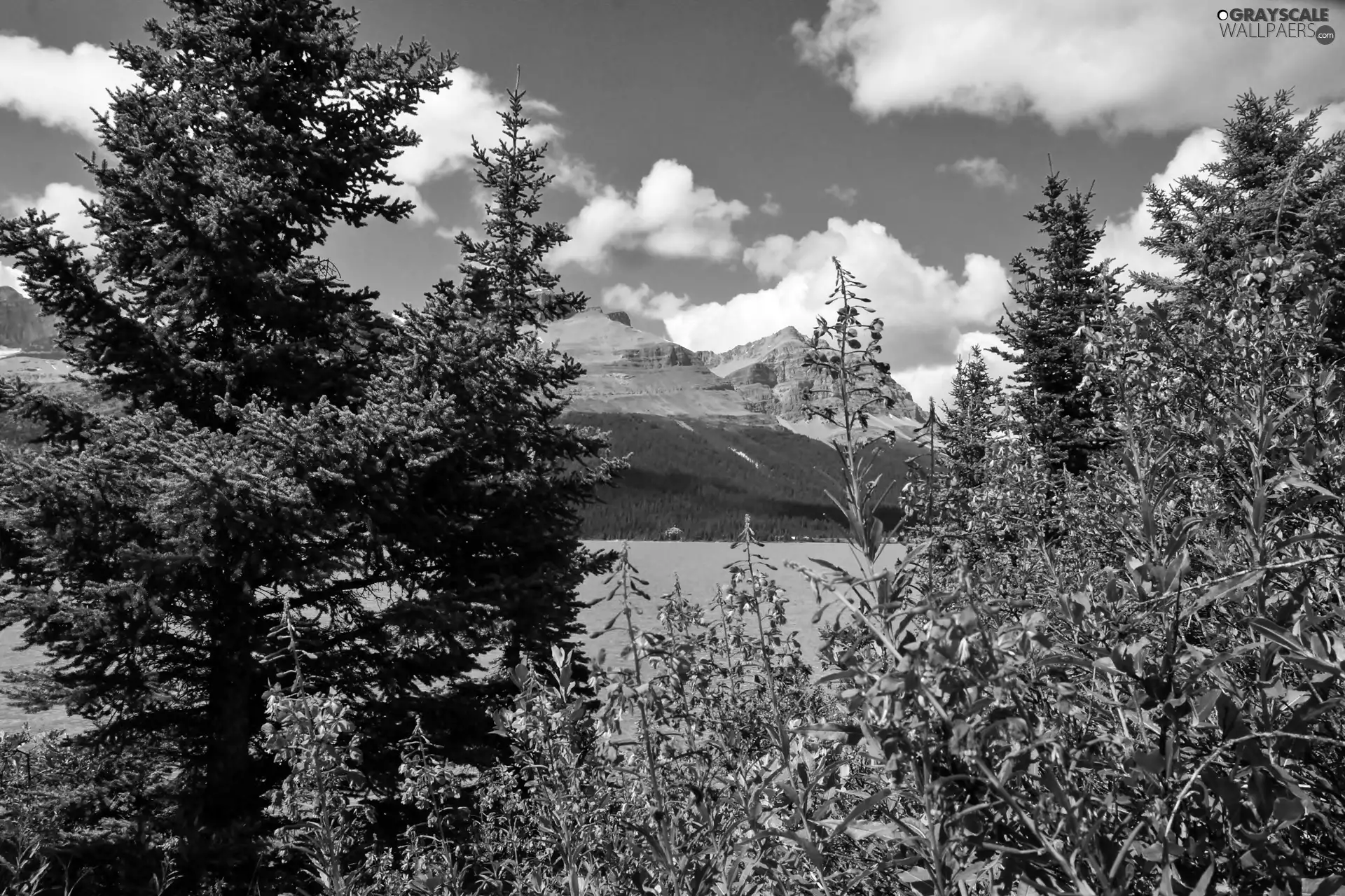 Moraine, Mountains, Chamerion, Willowherb, Spruces, lake