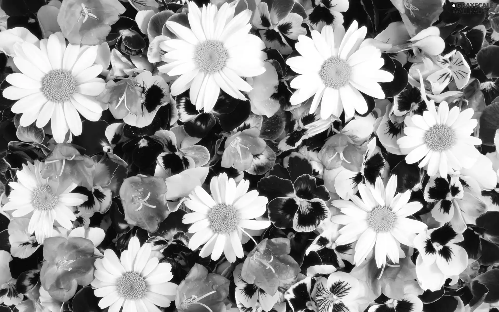 Flowers, different, chamomile, ##, pansies, color