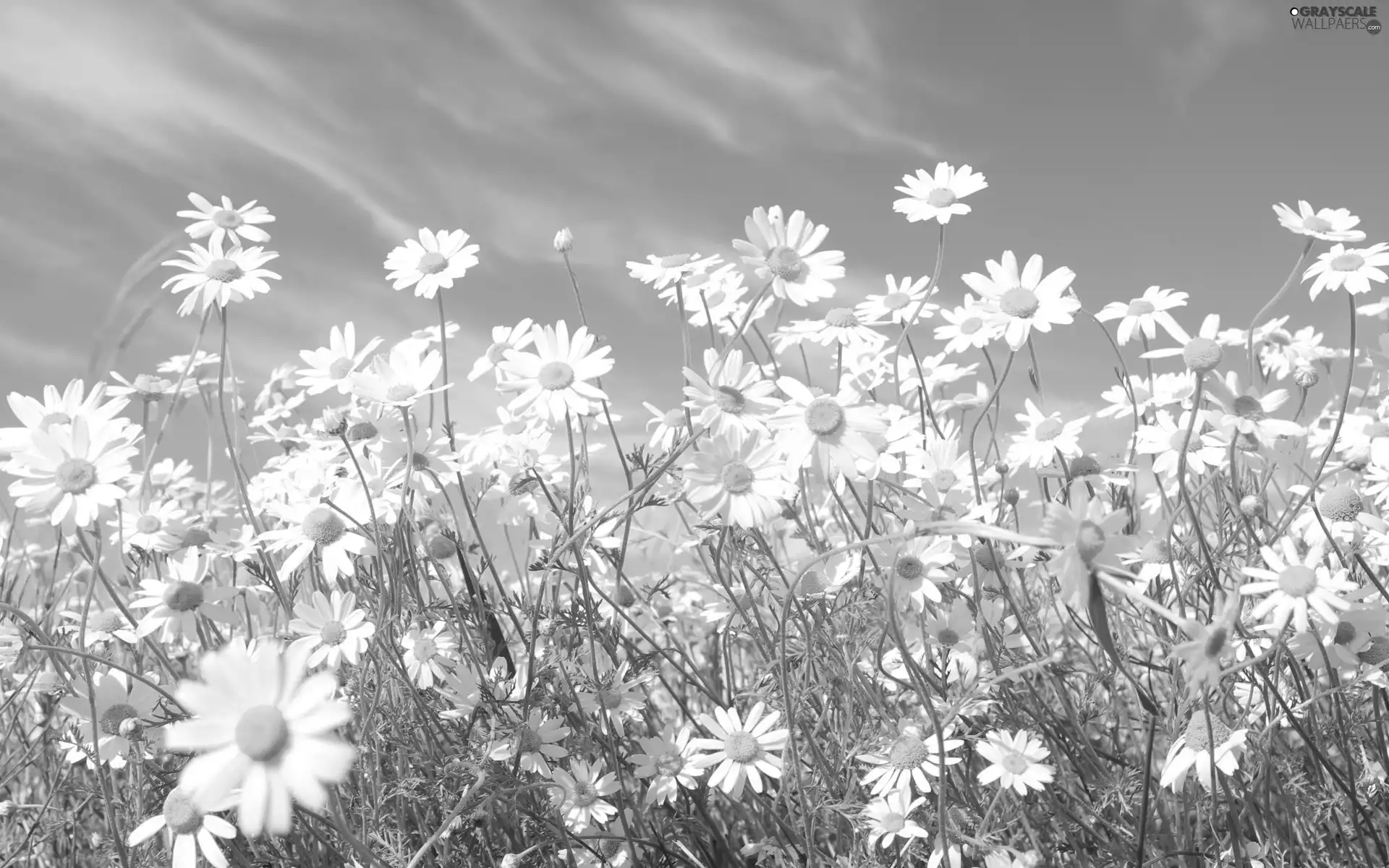 blue, Flowers, chamomile, Sky
