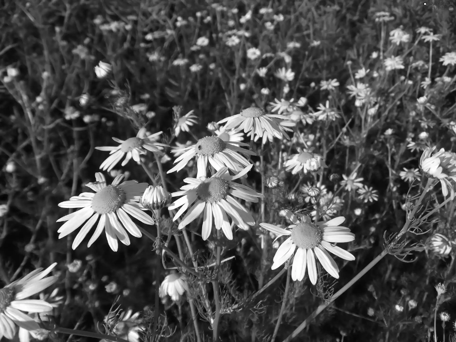 chamomile, fragment, field