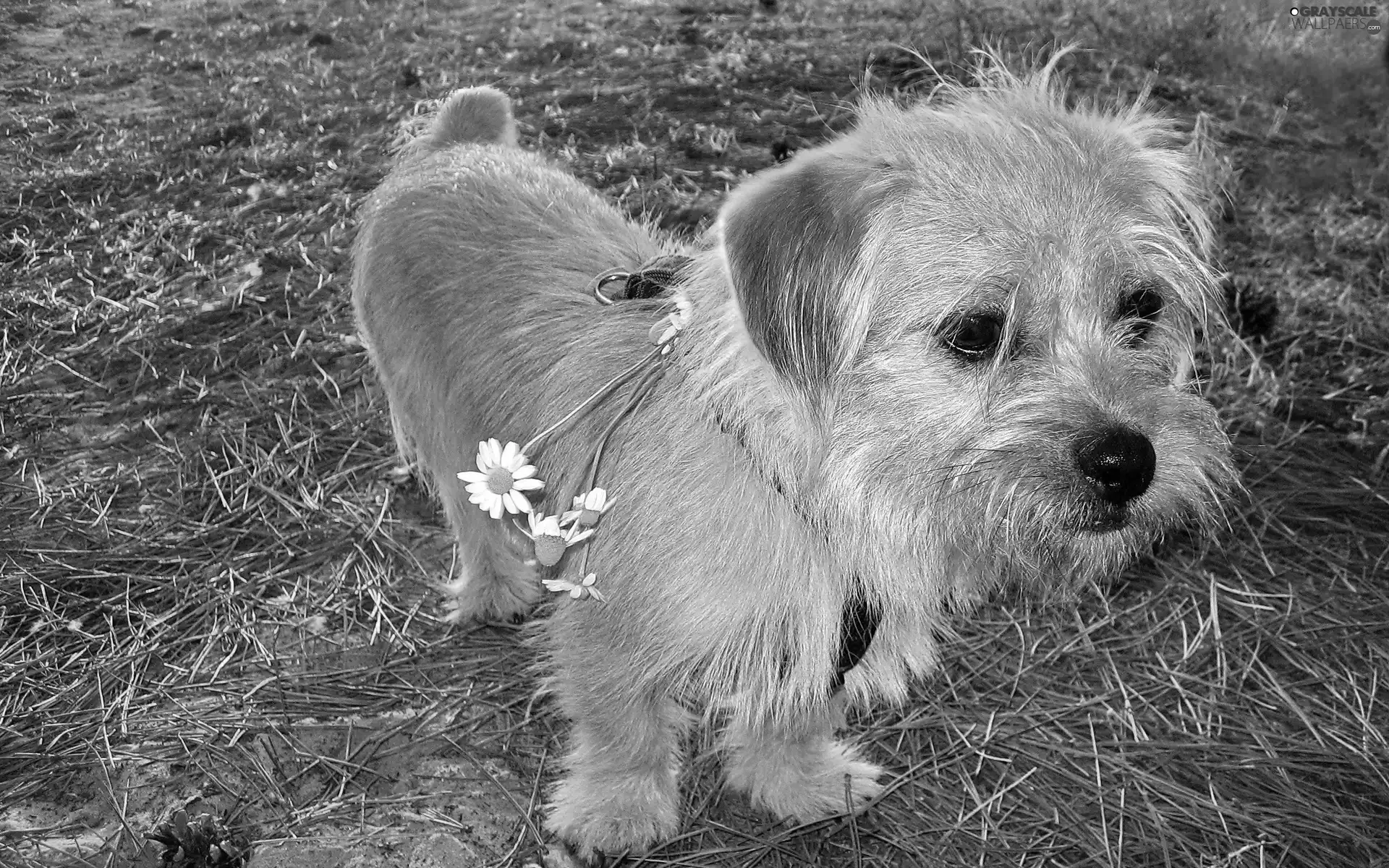 chamomile, doggy, Flowers