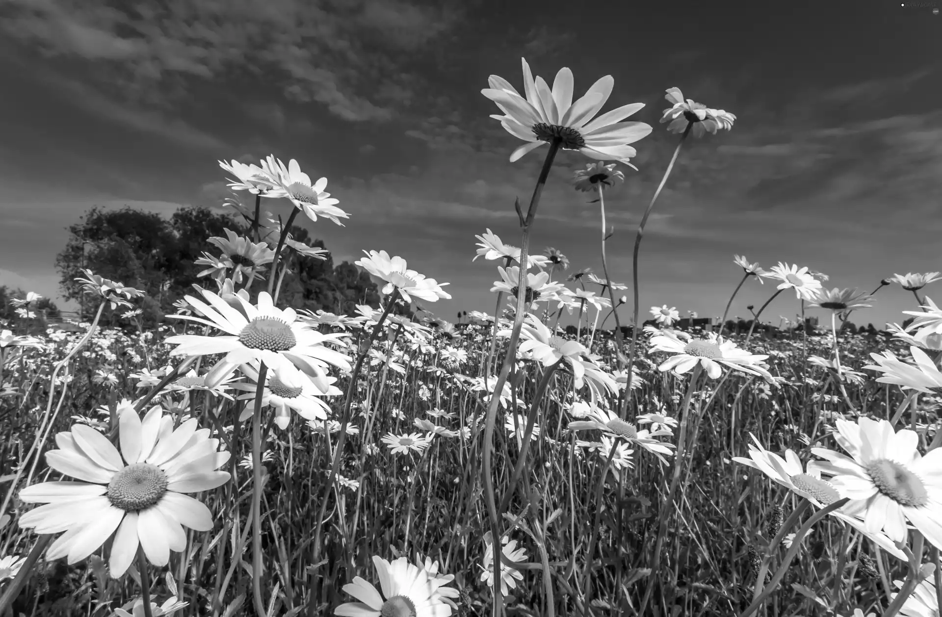 Flowers, daisy