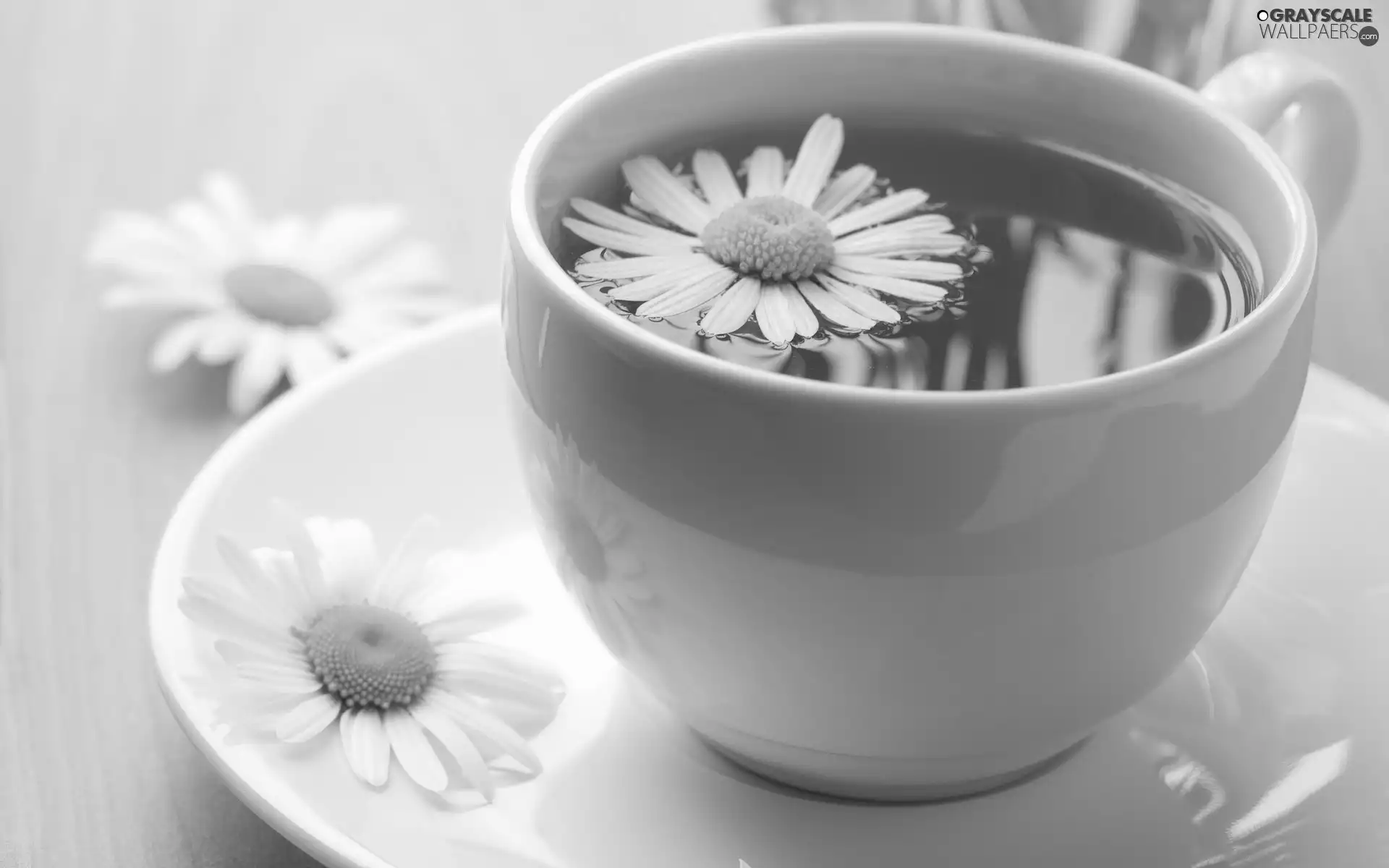 chamomile, cup, tea