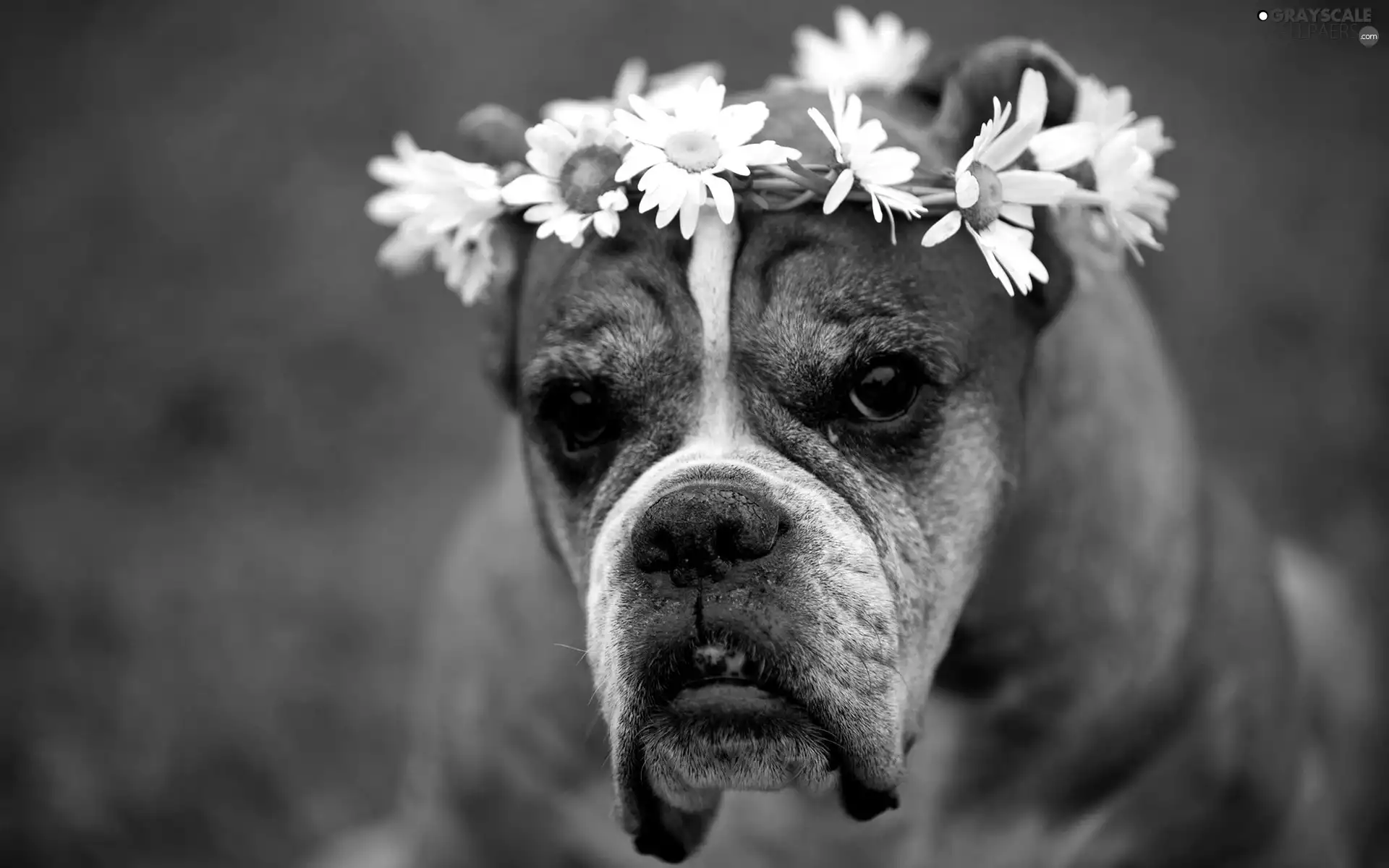 boxer, Flowers, chamomile, wreath