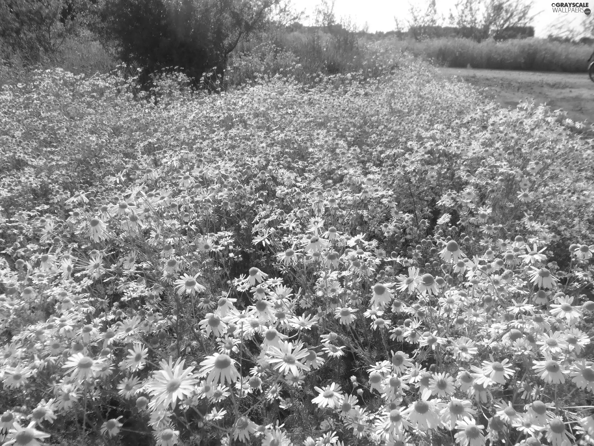 chamomile, Meadow, tracts