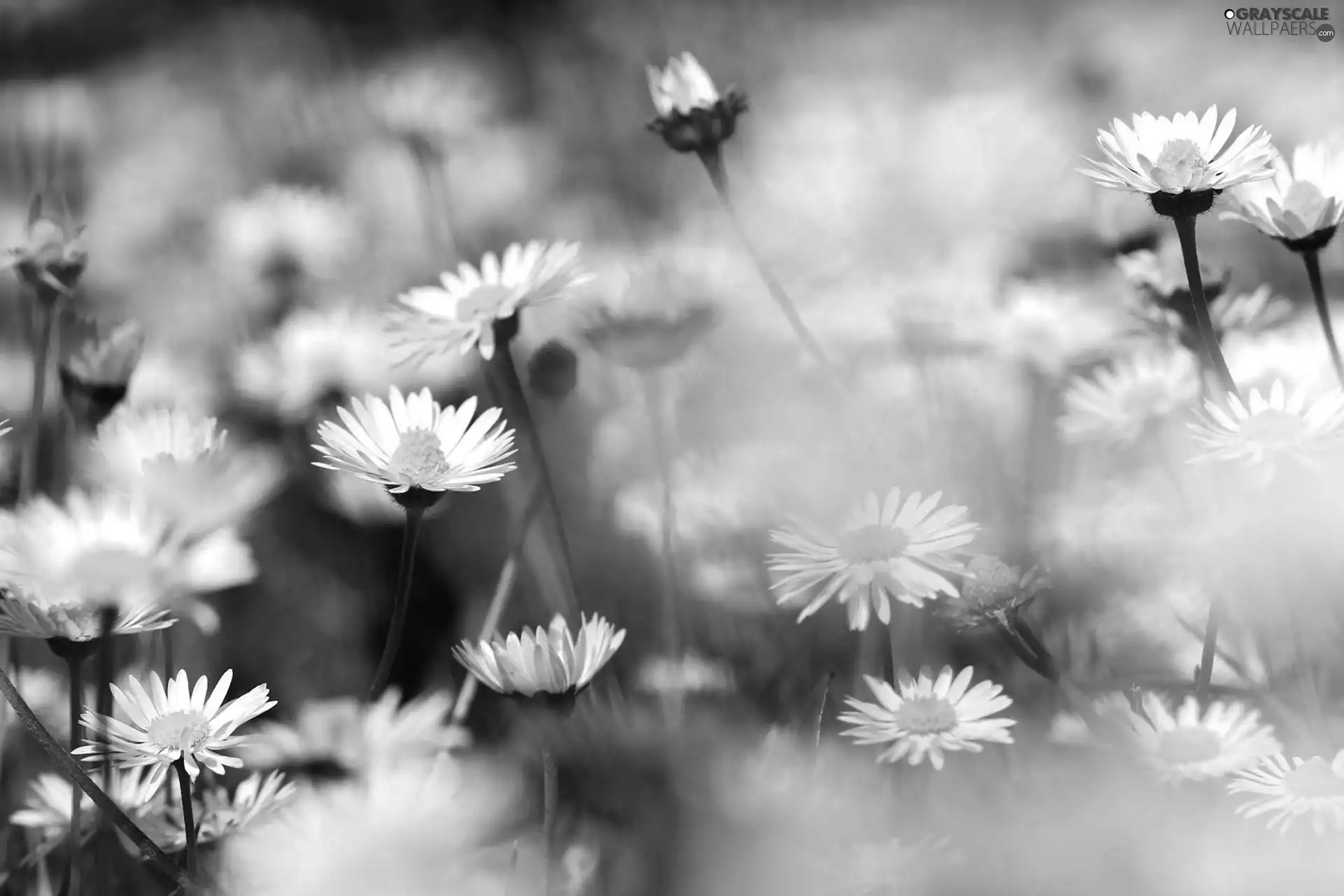 daisies