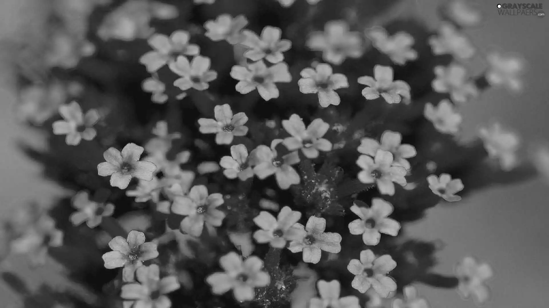 Flowers, Verbena garden, change