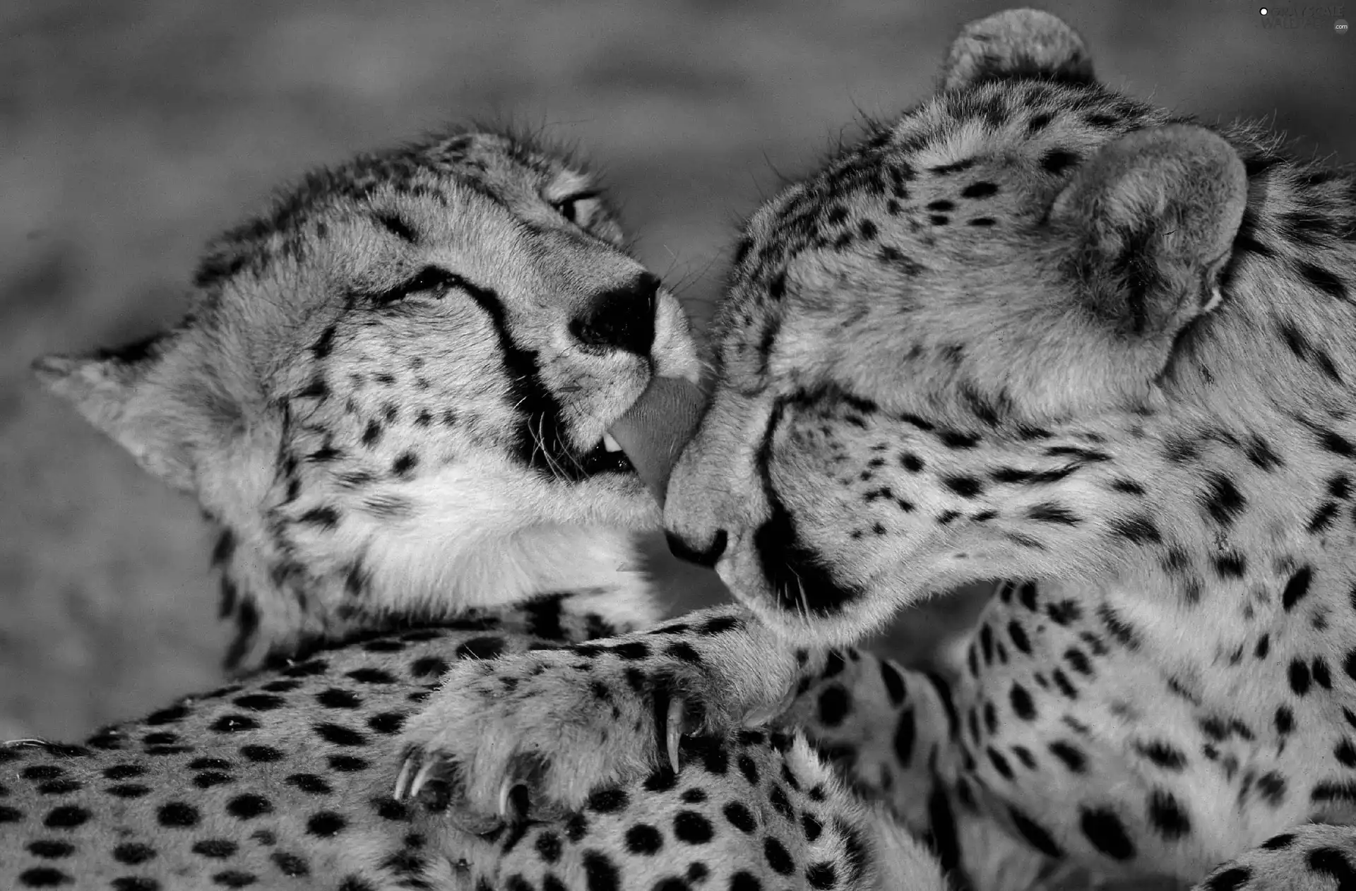Cheetah