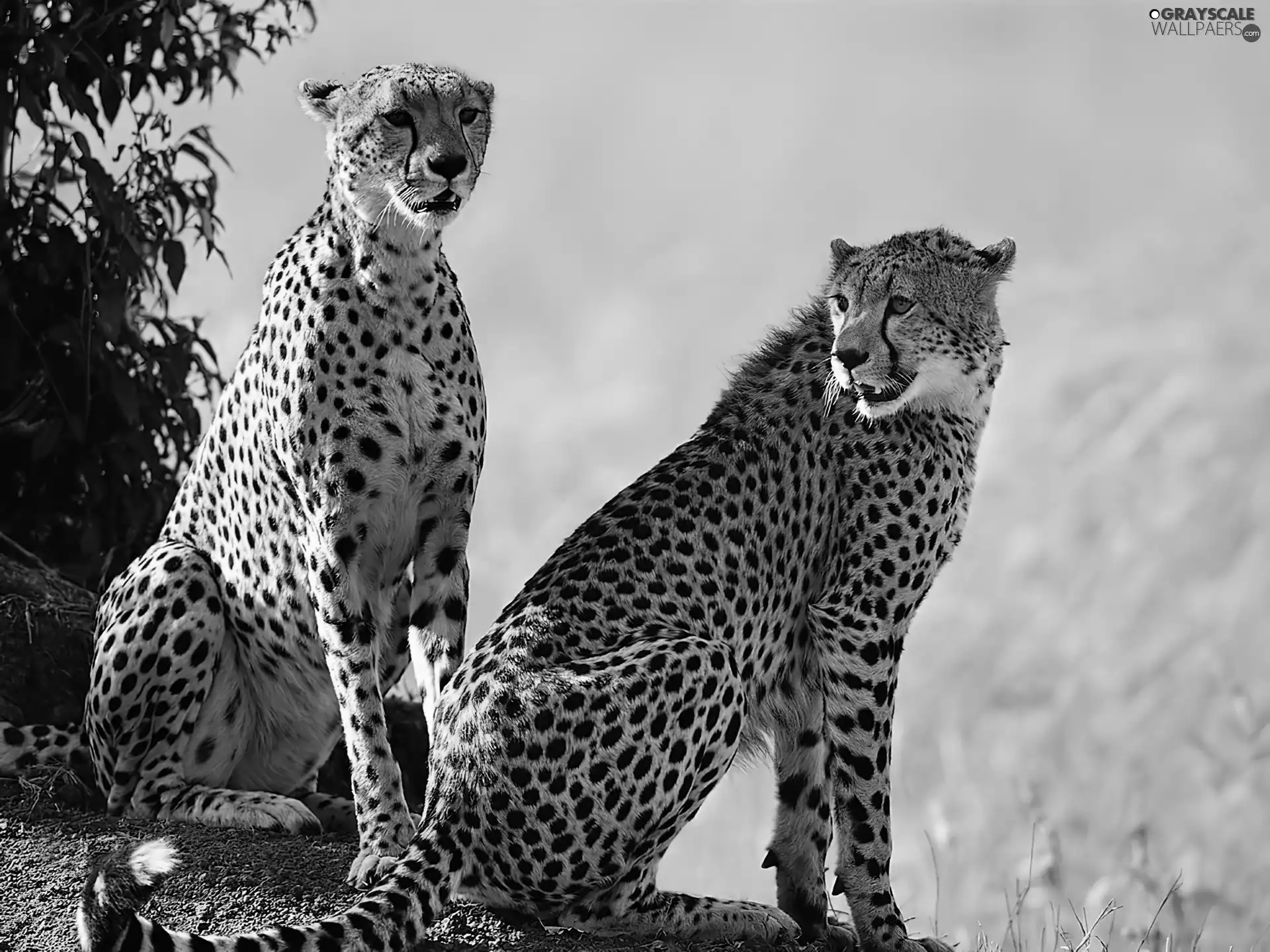 Cheetah