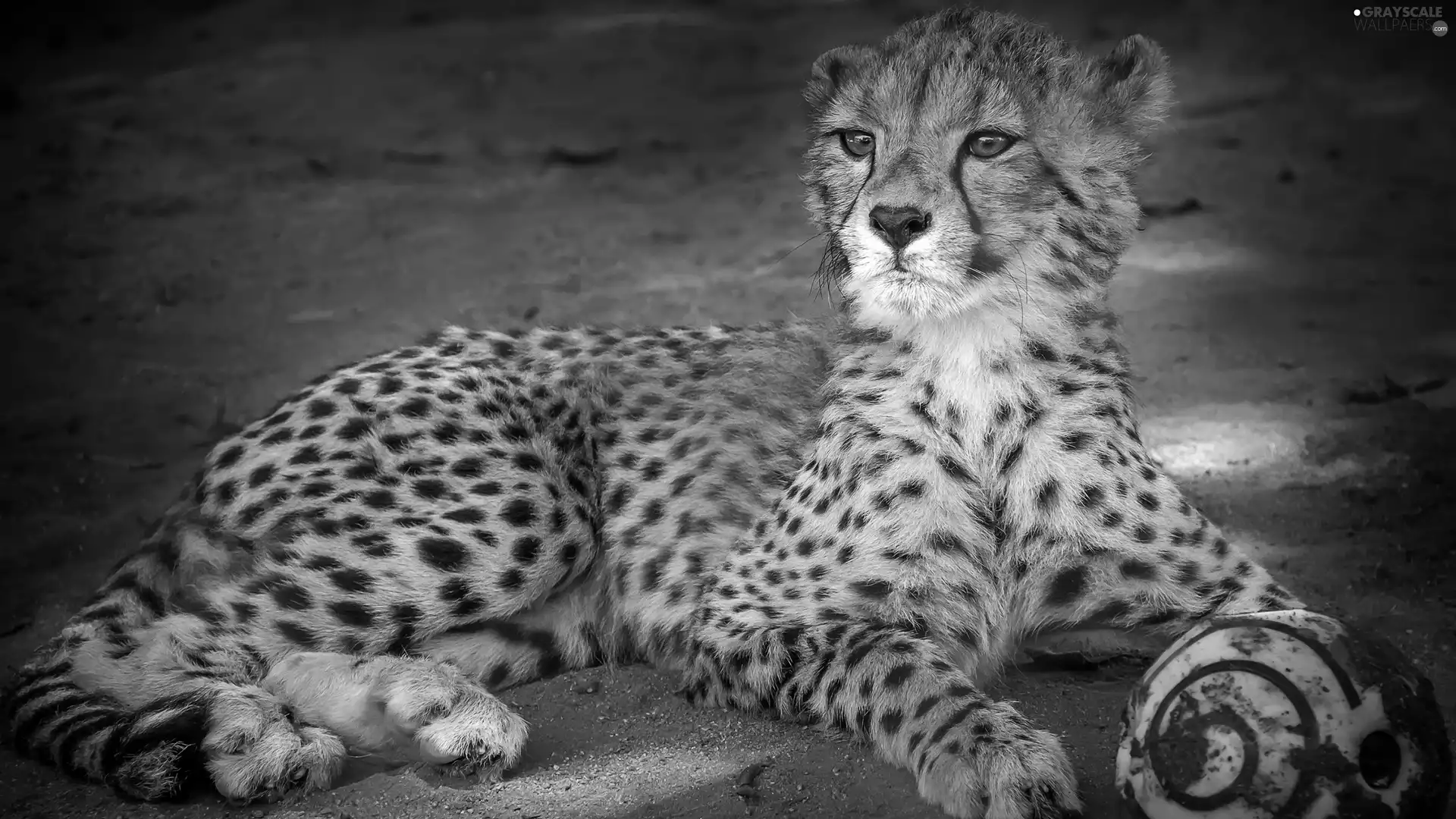 Cheetah, the ball