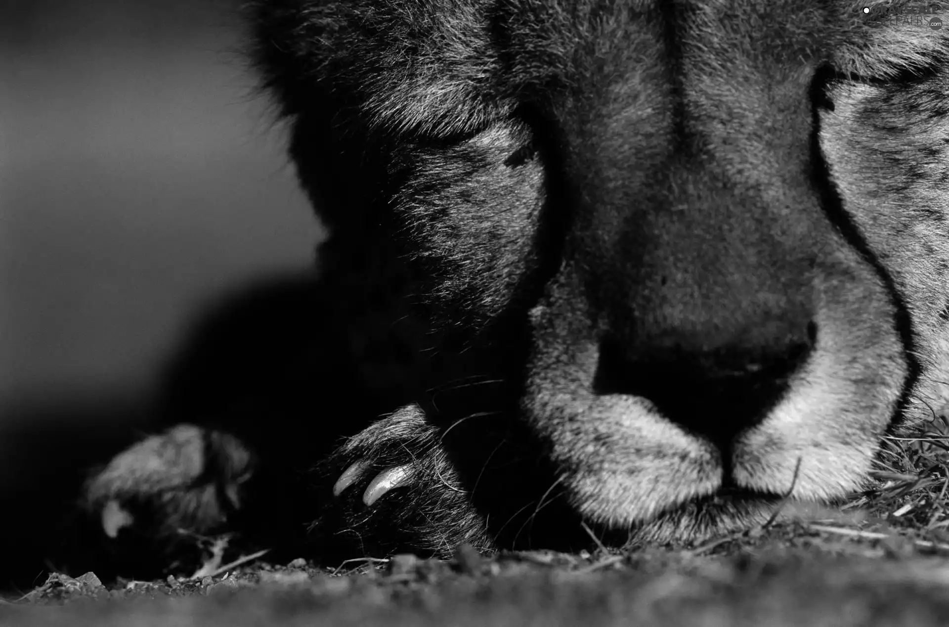 sleepy, Cheetah