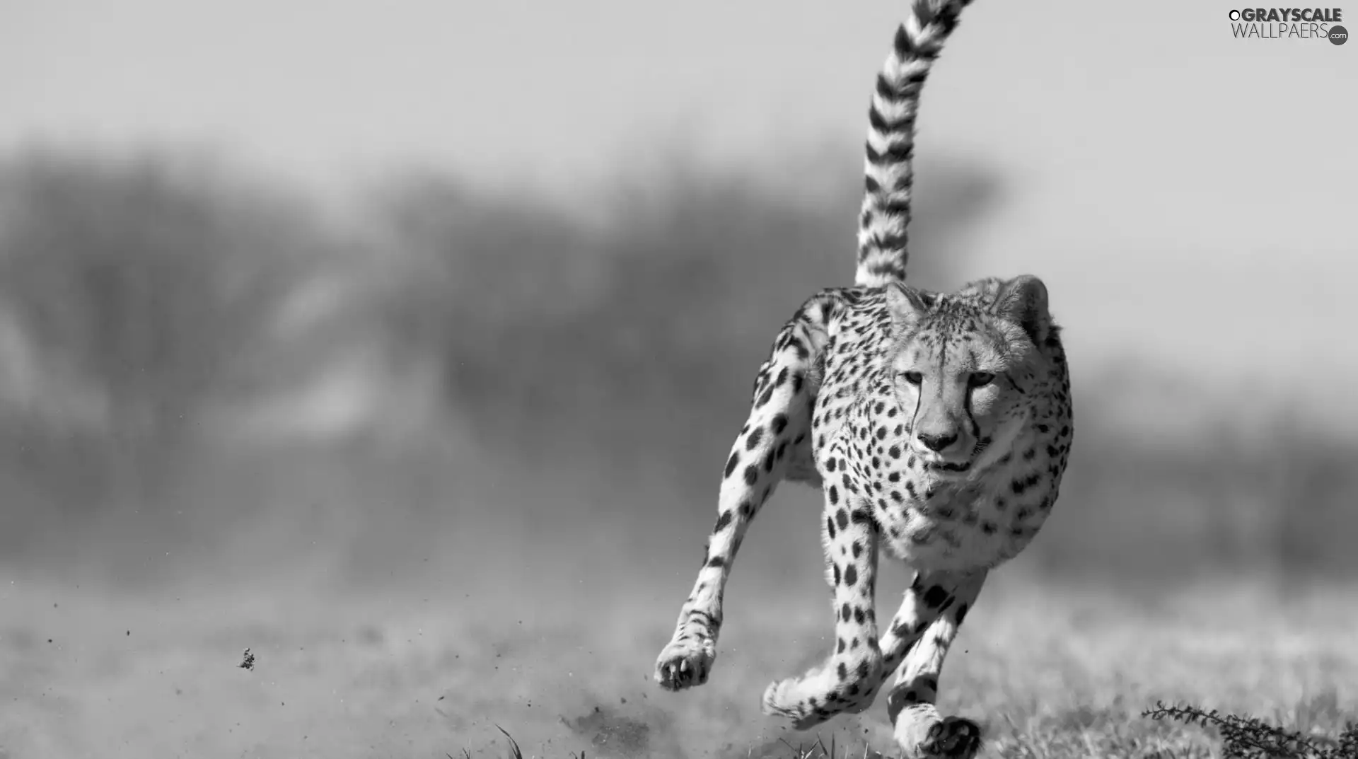 Cheetah, raised, tail