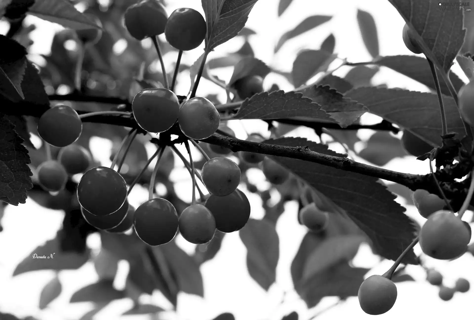 Fruits, cherries