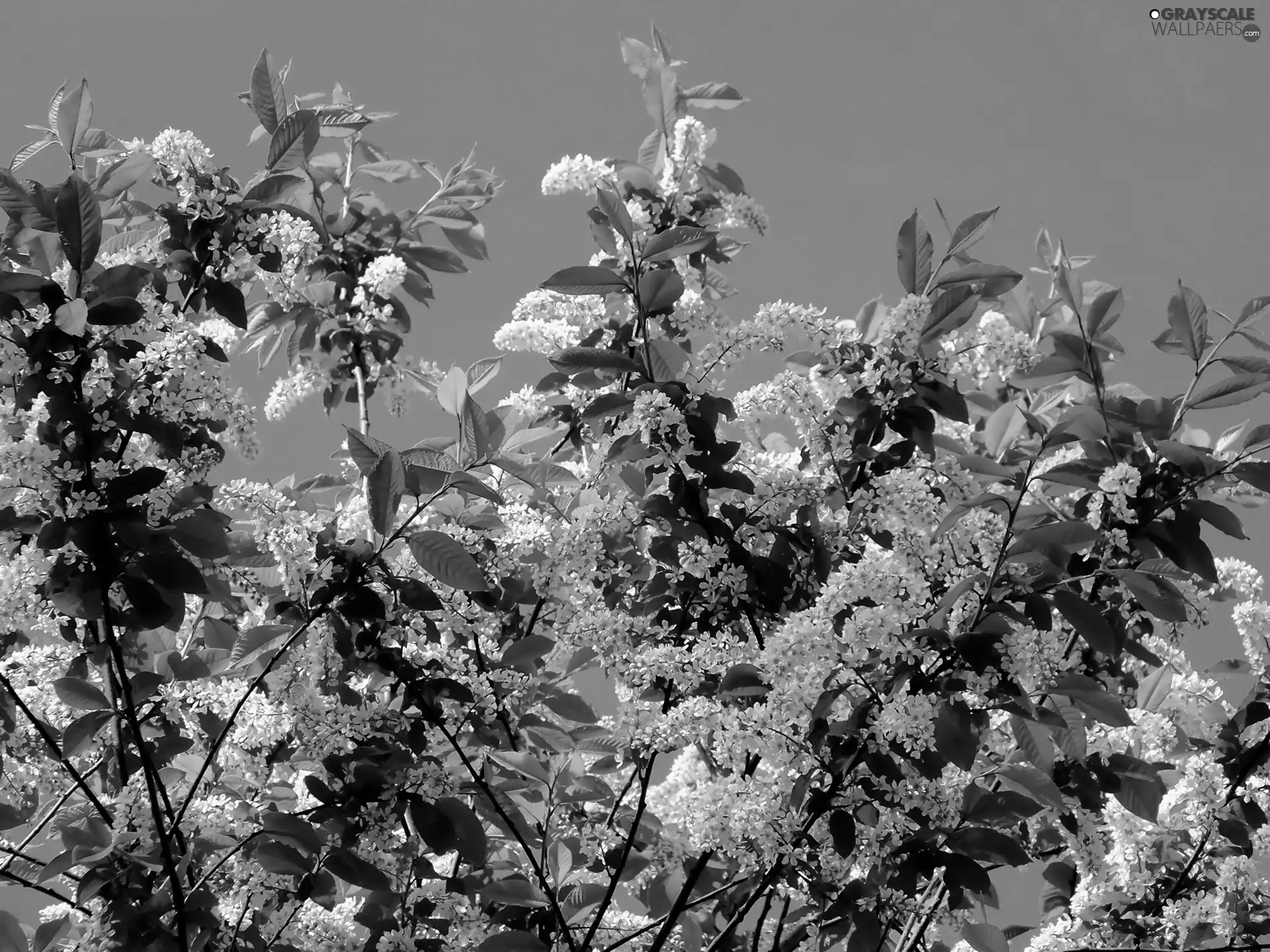 Blossoming, Bird Cherry