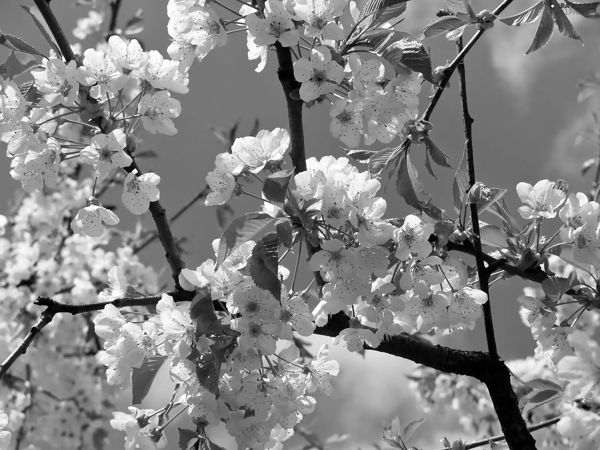 cherry, Spring, Blossoming