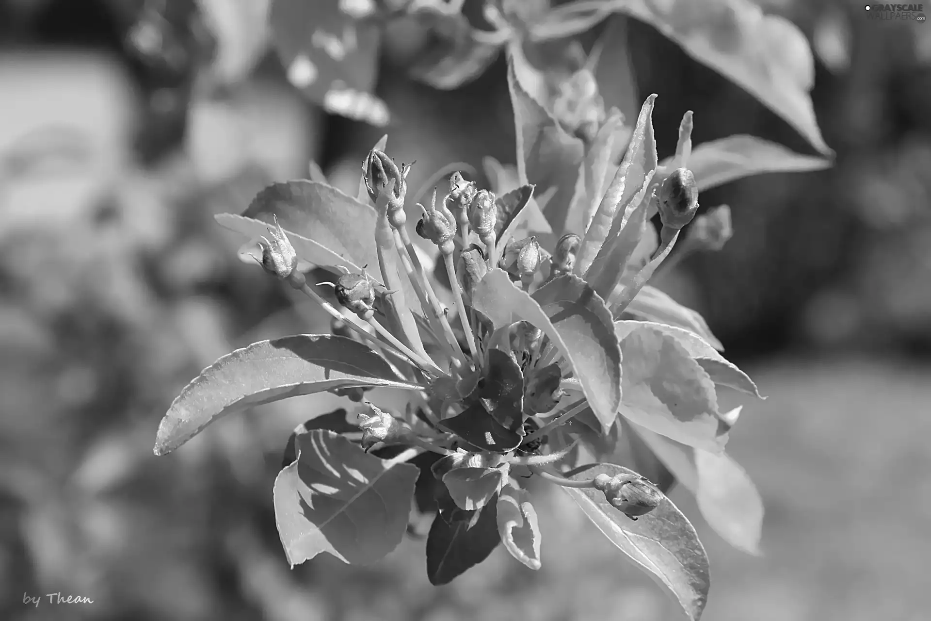 flourishing, fruit, cherry, trees