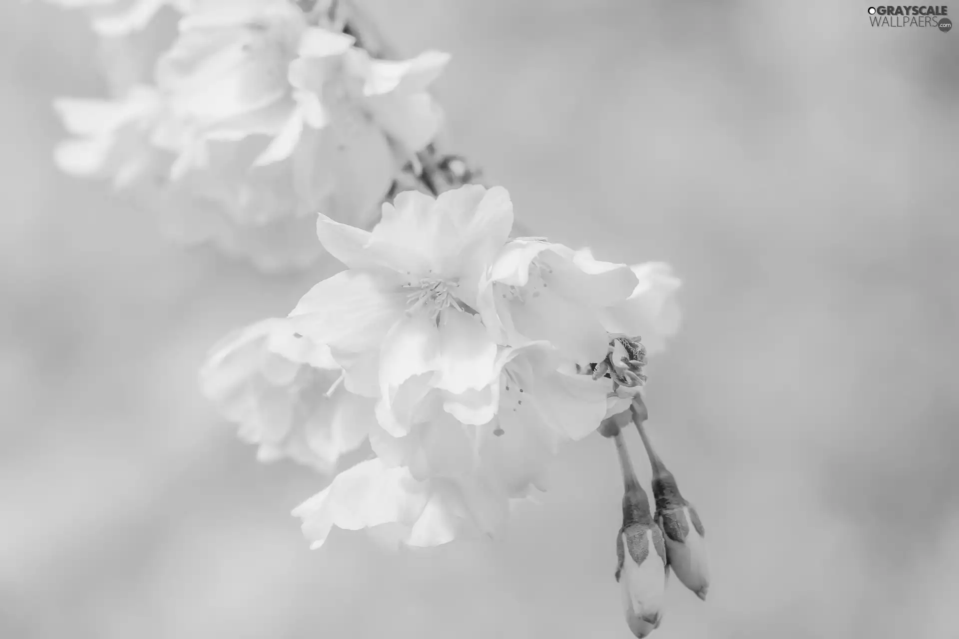 twig, cherry, Pink Background, trees