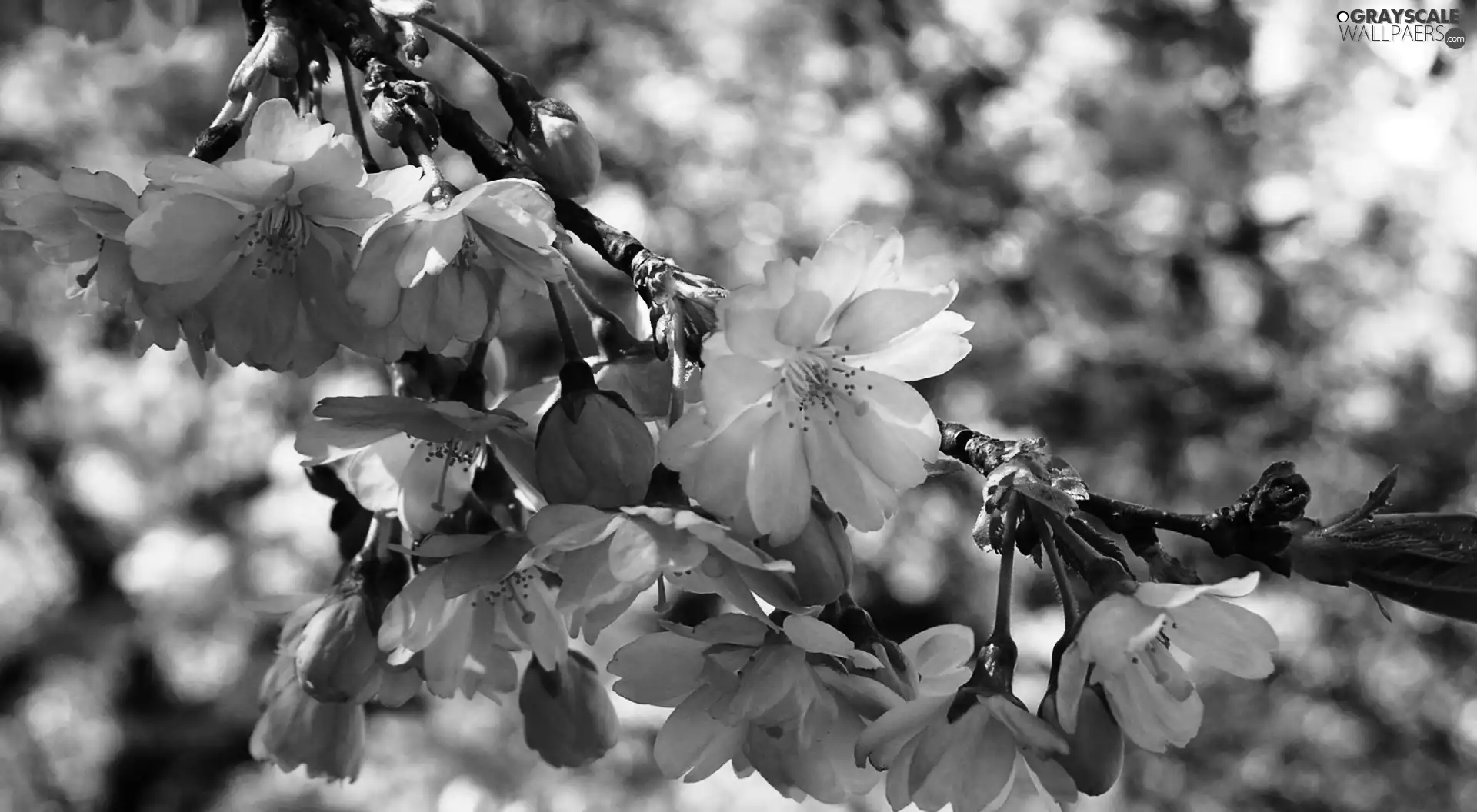 cherry, flourishing, trees