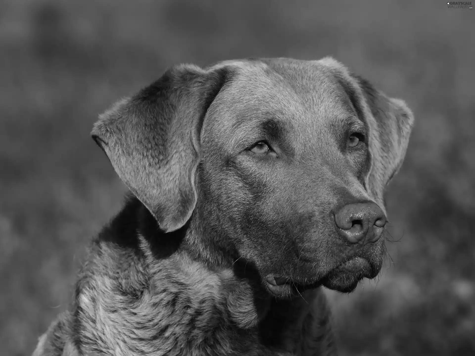 mouth, Chesapeake Bay retrievera