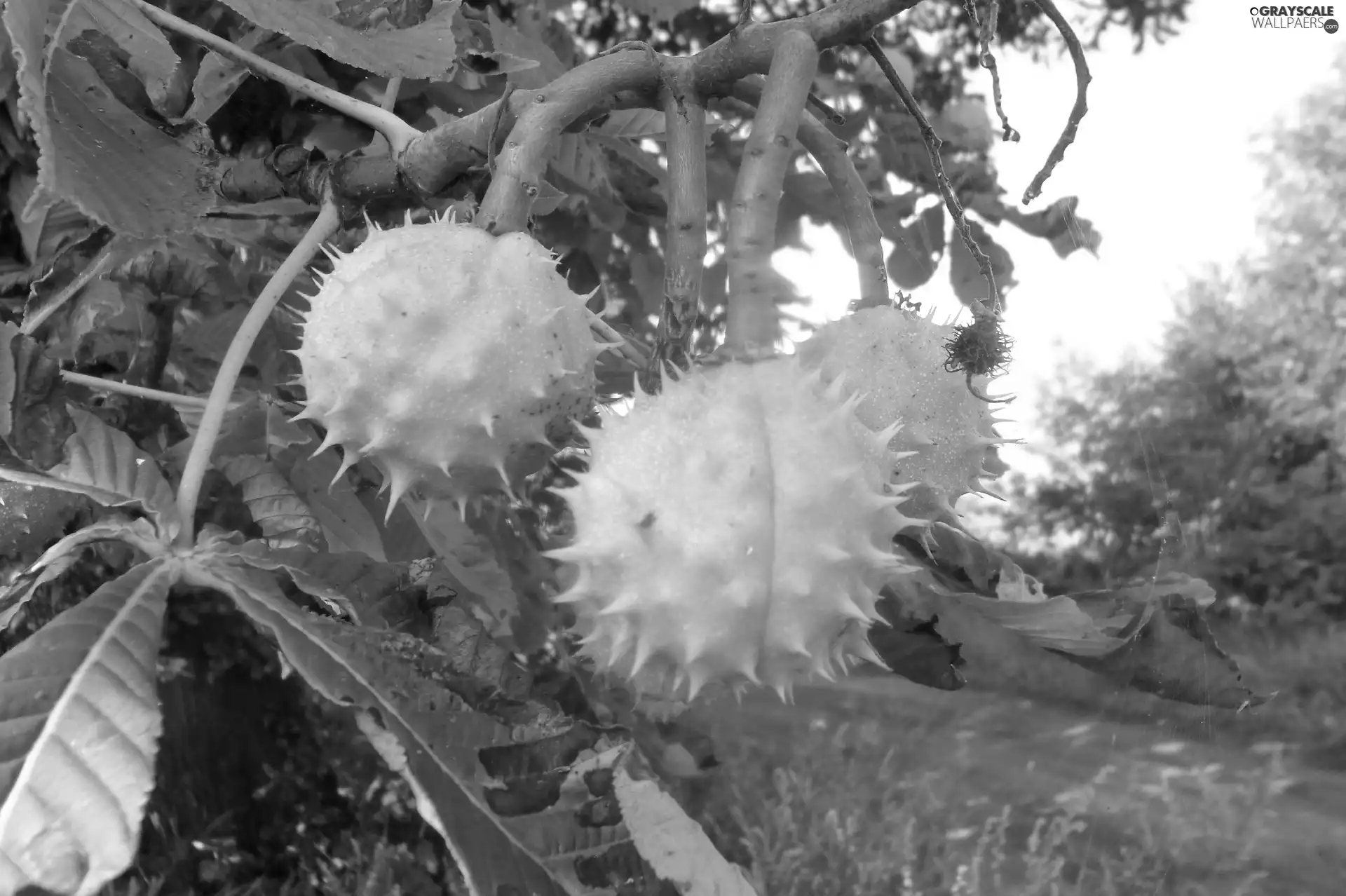 chestnut, maturing, Fruits