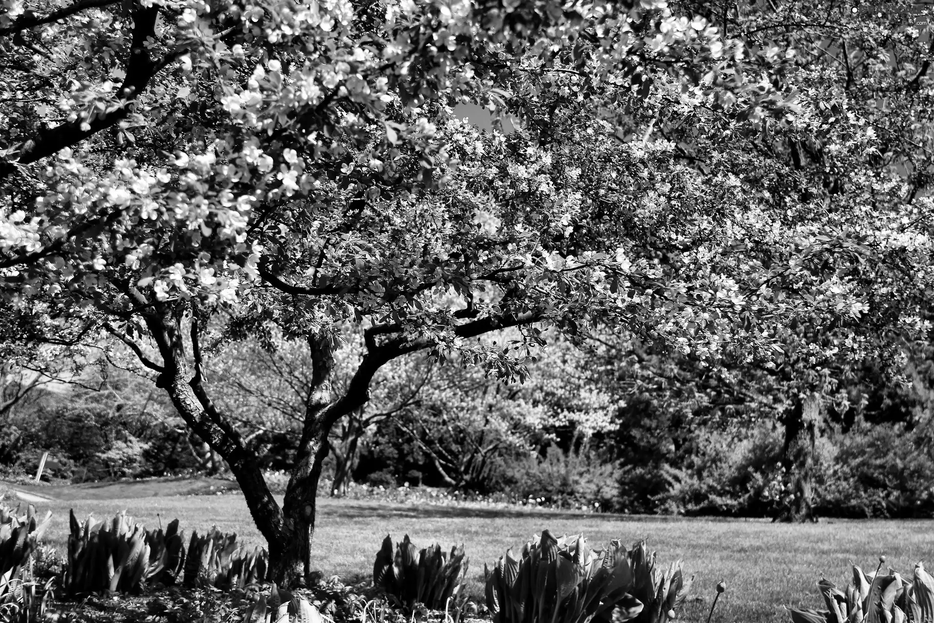 Spring, botanical garden, Chicago