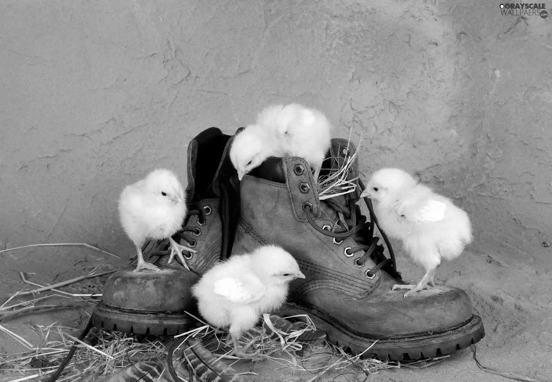 Boots, little doggies, chickens