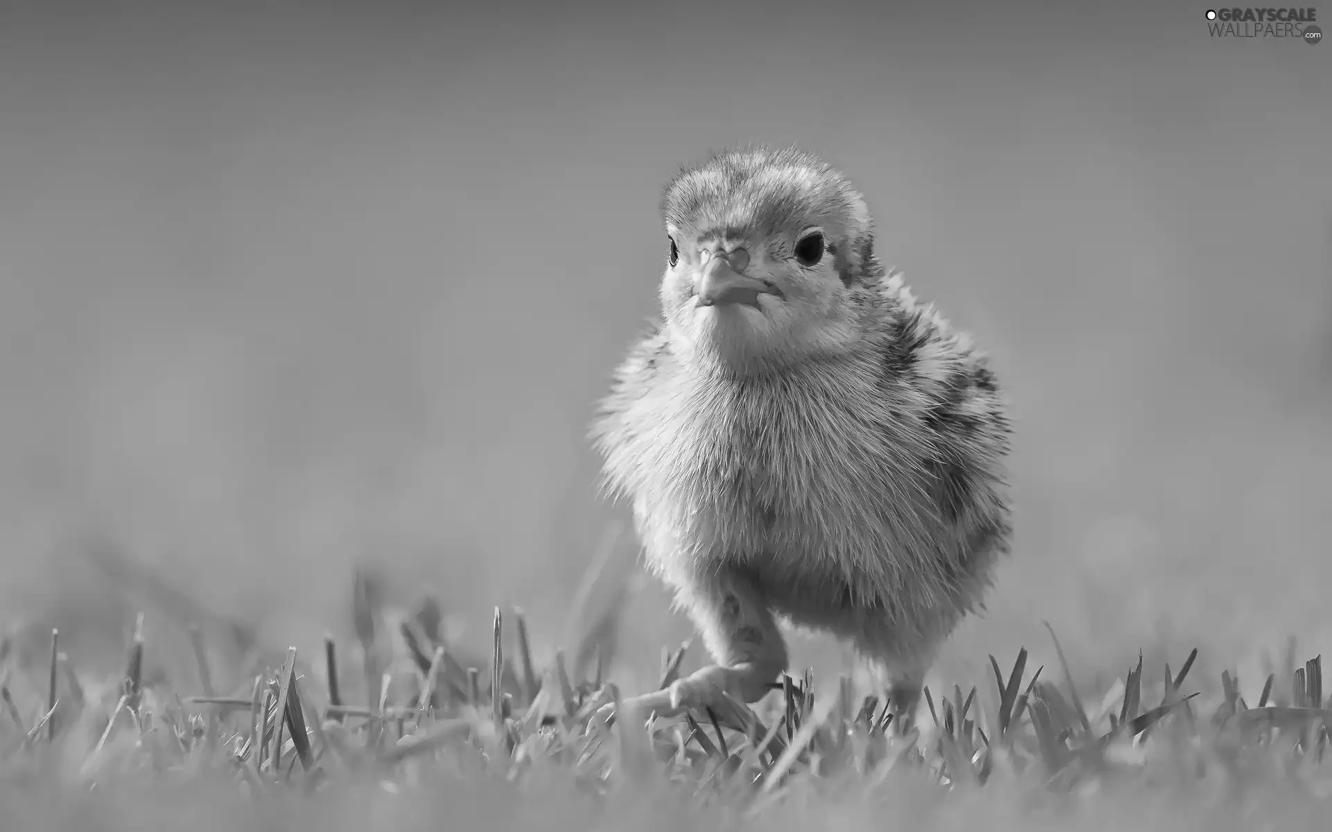 grass, Chicklets