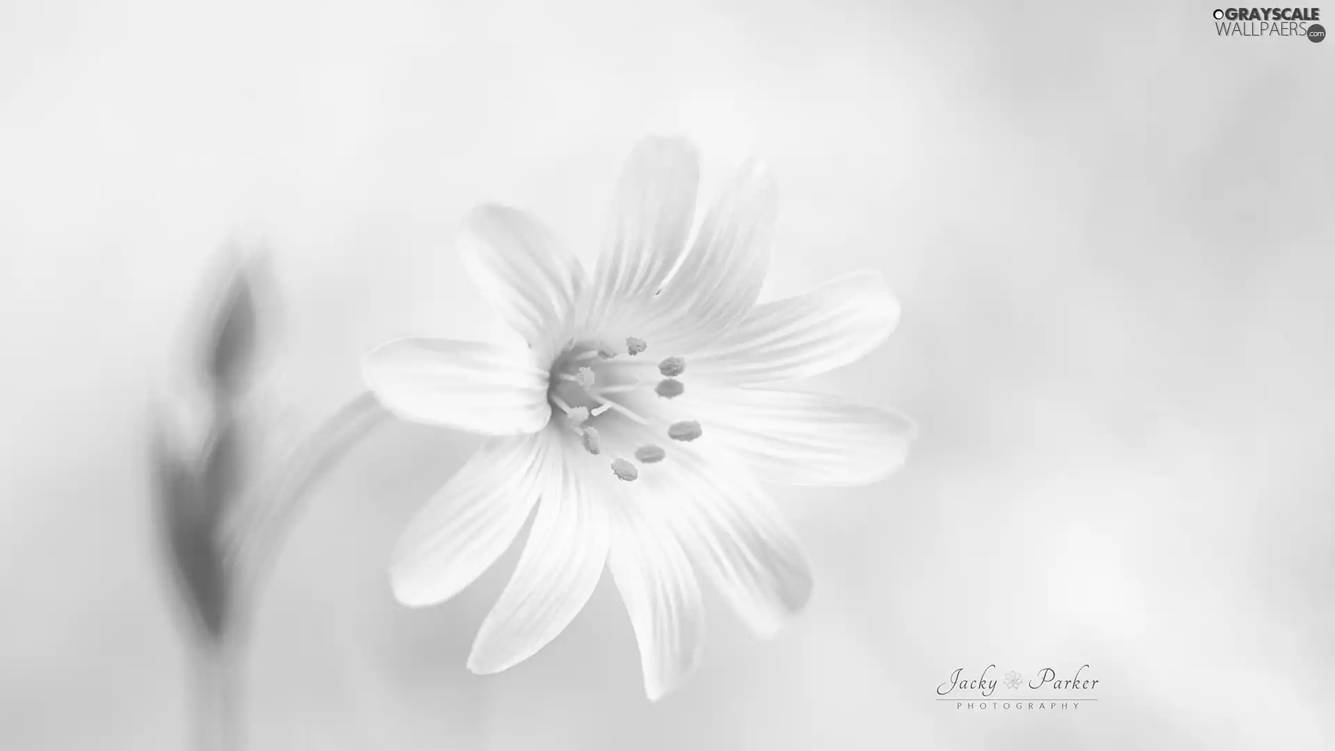 White, Chickweed, Close, Colourfull Flowers