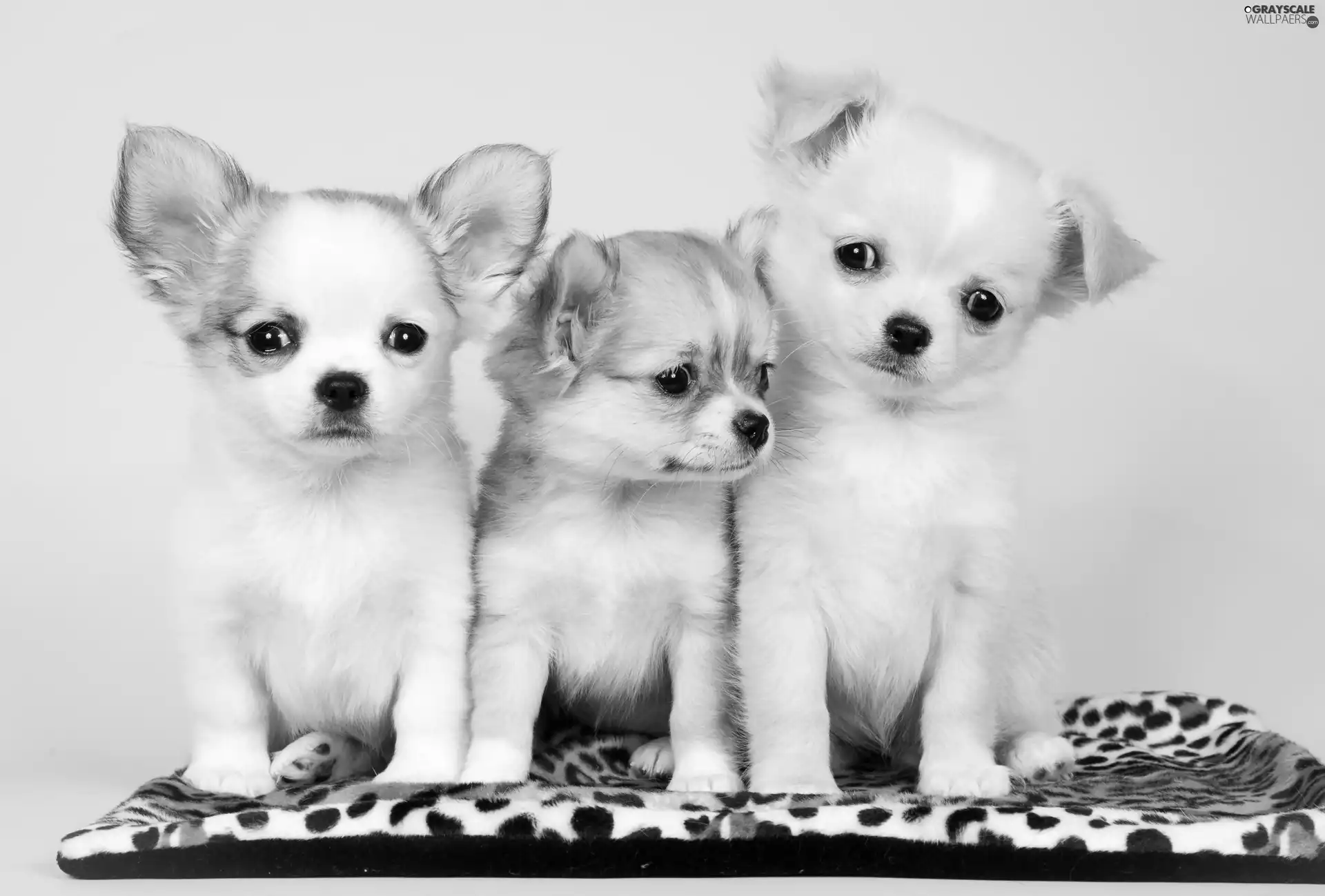 Three, Puppies, Chihuahua, sweet