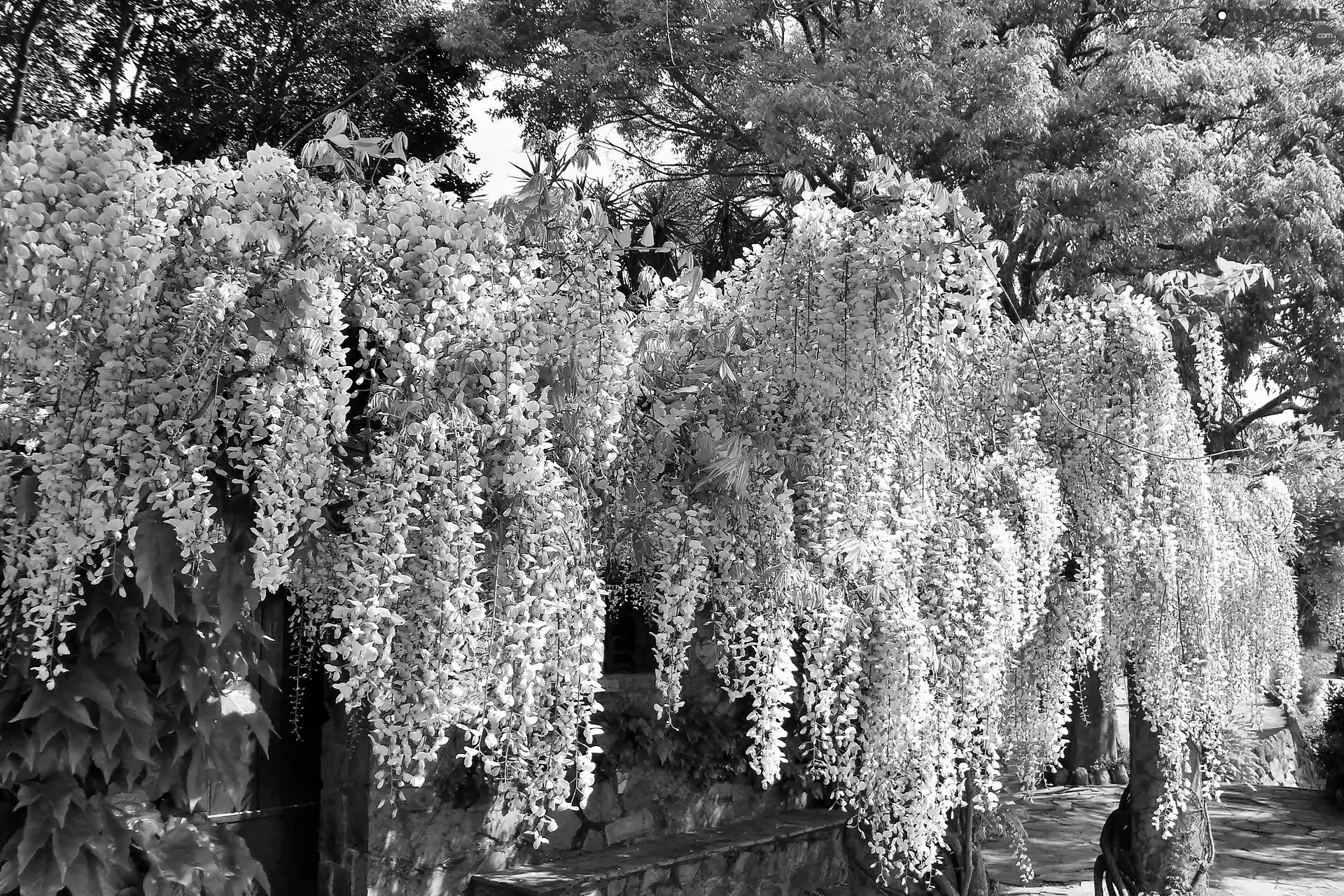 Garden, wistaria, Chinese, White