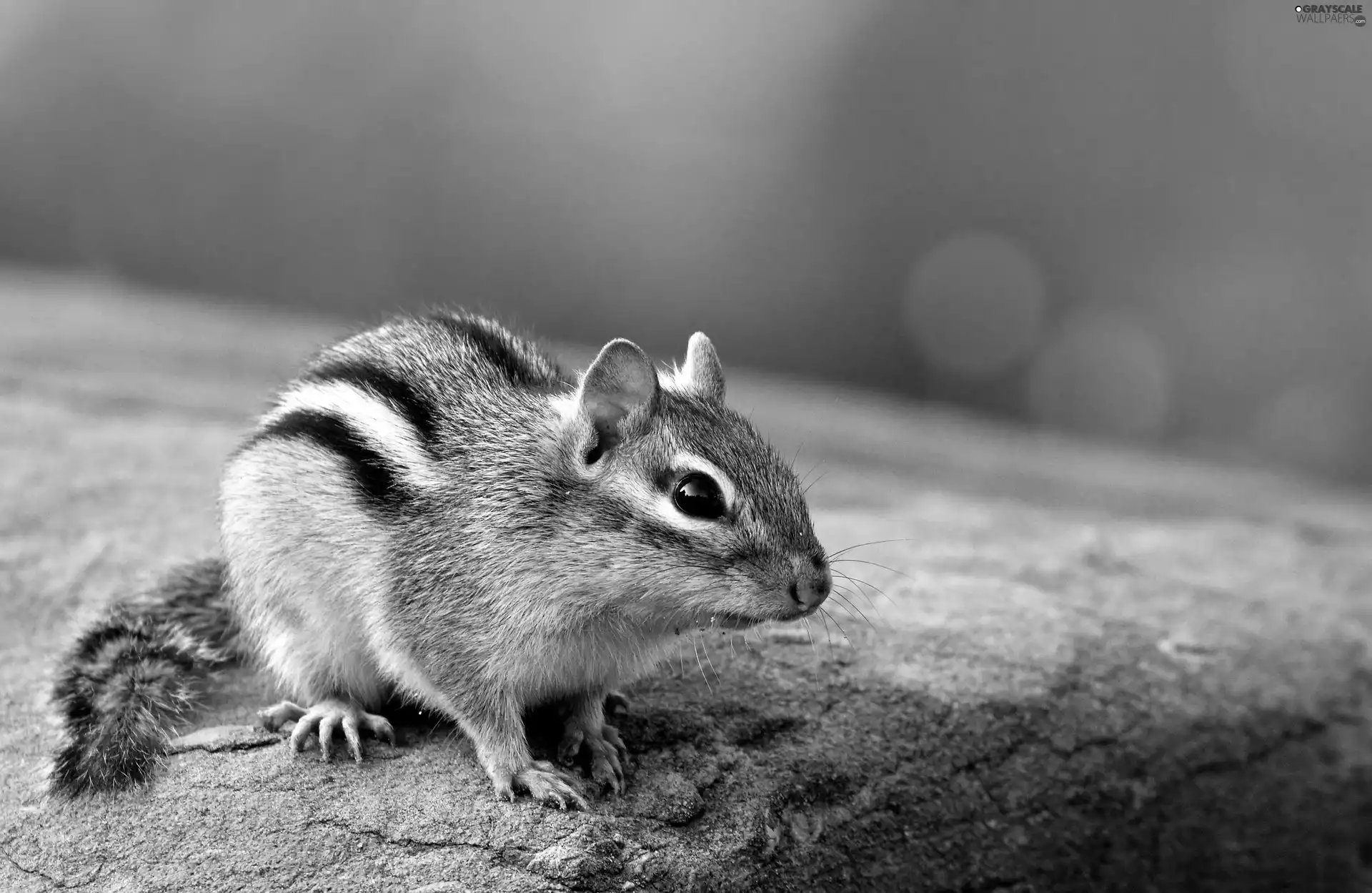 Chipmunk, Rocks, small