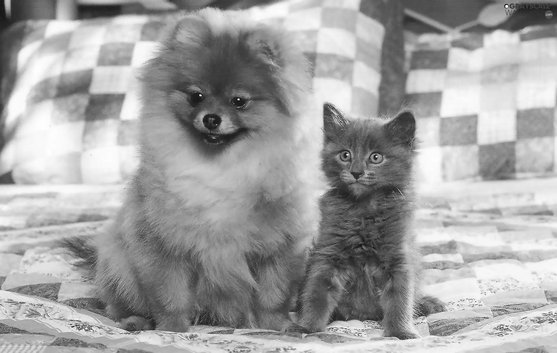 point, cat