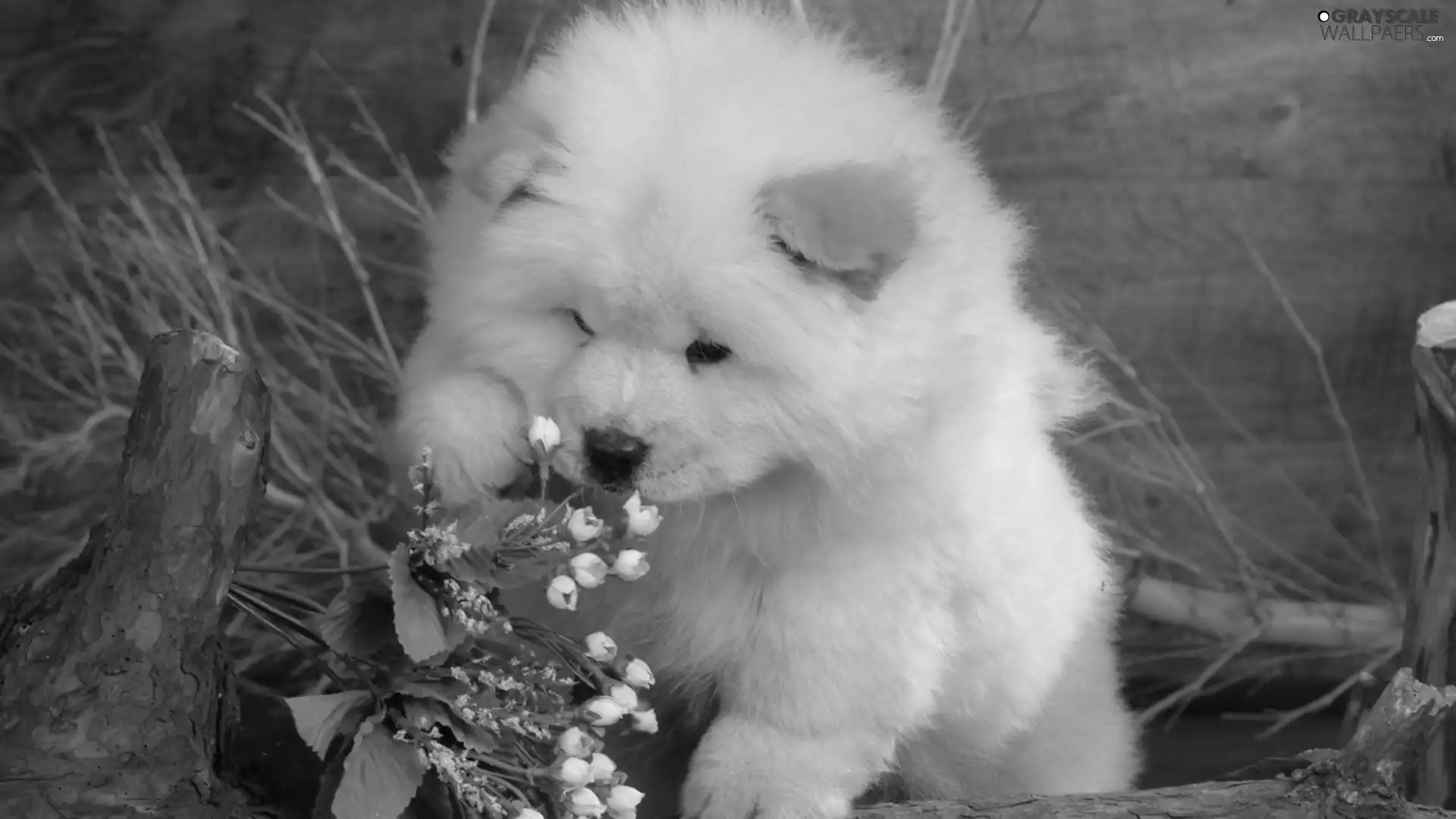 Chow, Chow, White, puppie, small