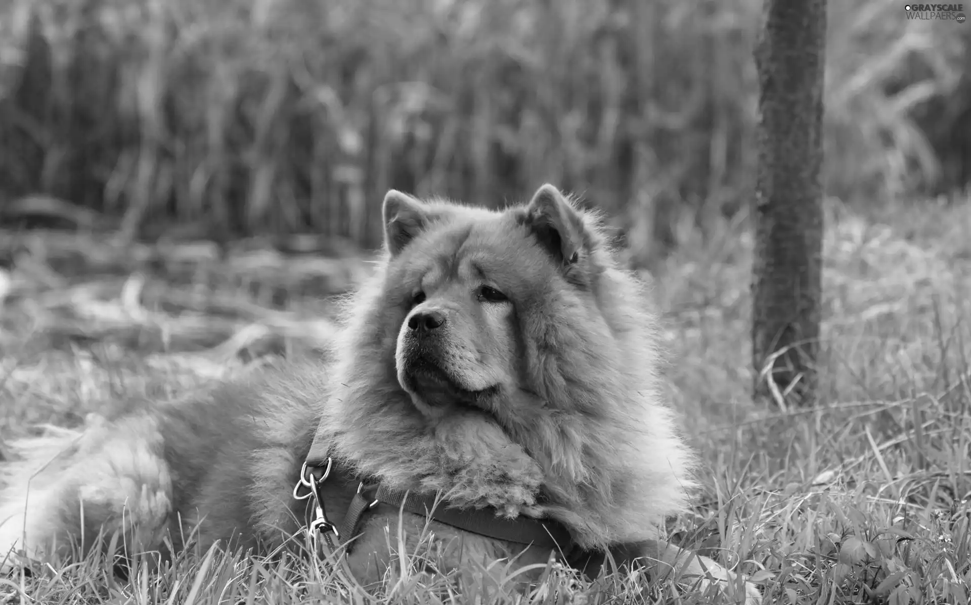 grass, dog, Chow chow