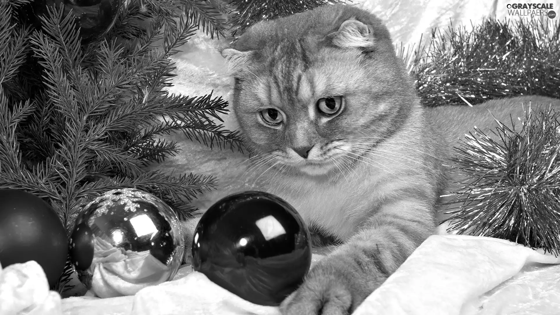 christmas, cat, baubles