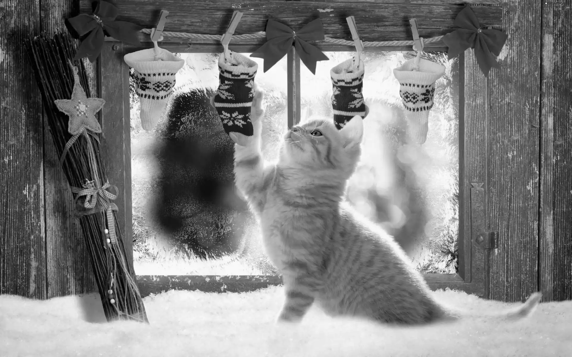 Christmas, ginger, cat